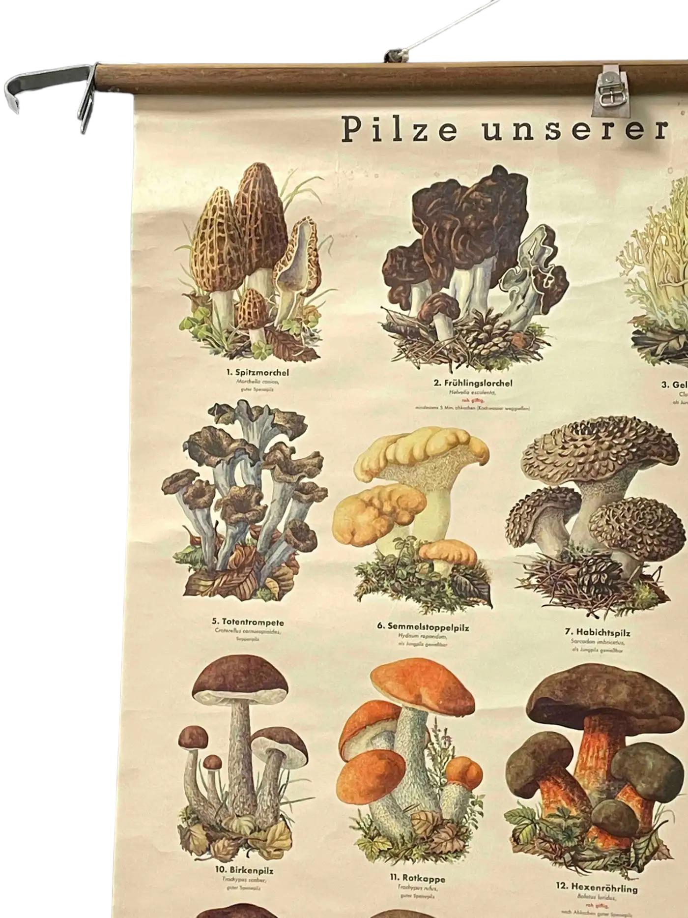 Mid-Century Modern Mushrooms of Europe Rollable Poster Print Wall Chart, Austria 1950s