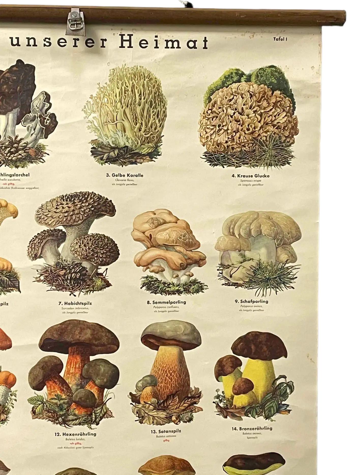 German Mushrooms of Europe Rollable Poster Print Wall Chart, Austria 1950s