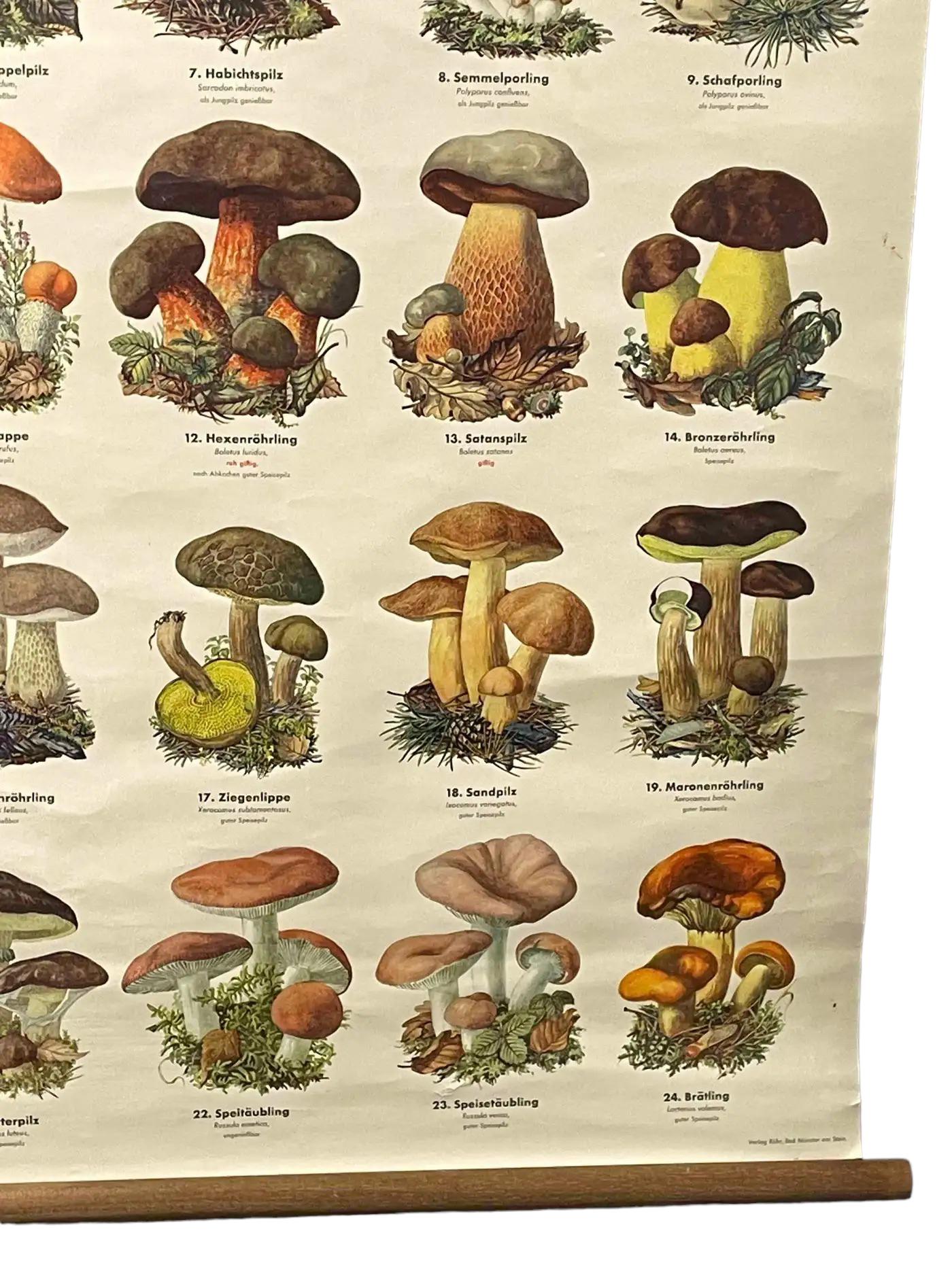 Mushrooms of Europe Rollable Poster Print Wall Chart, Austria 1950s In Good Condition In Nuernberg, DE
