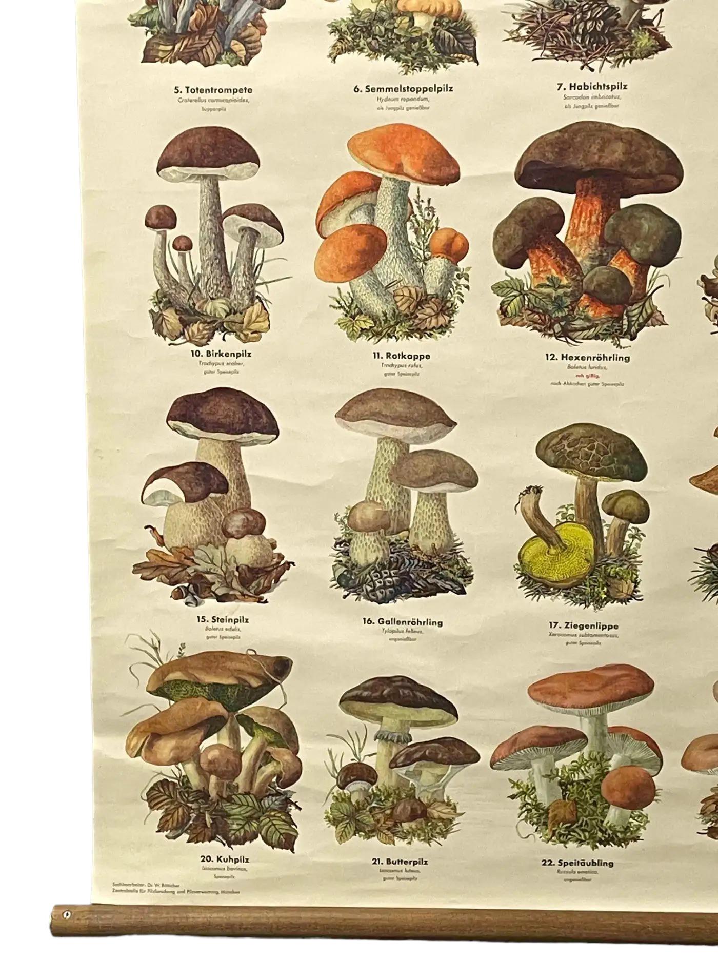 Mid-20th Century Mushrooms of Europe Rollable Poster Print Wall Chart, Austria 1950s