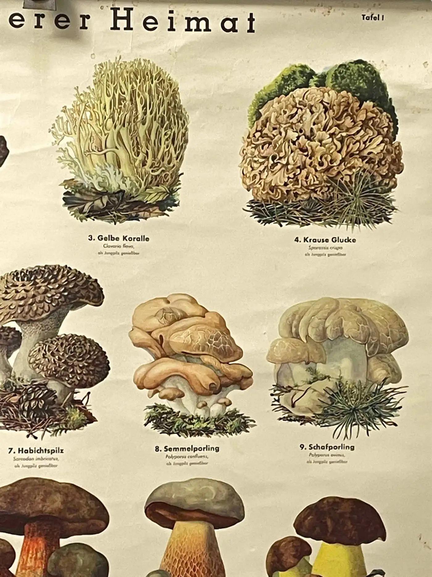 Canvas Mushrooms of Europe Rollable Poster Print Wall Chart, Austria 1950s