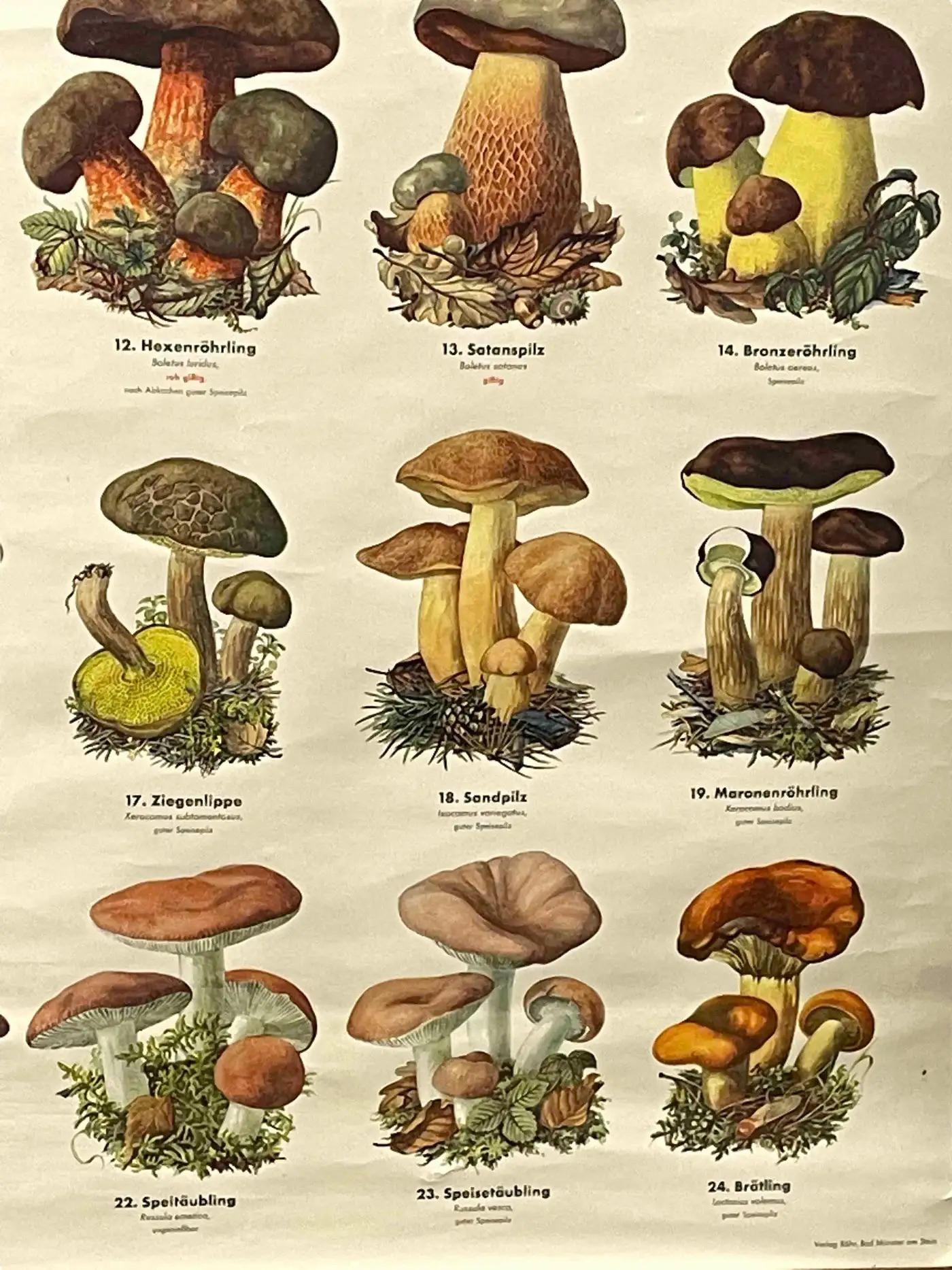 Mushrooms of Europe Rollable Poster Print Wall Chart, Austria 1950s 1