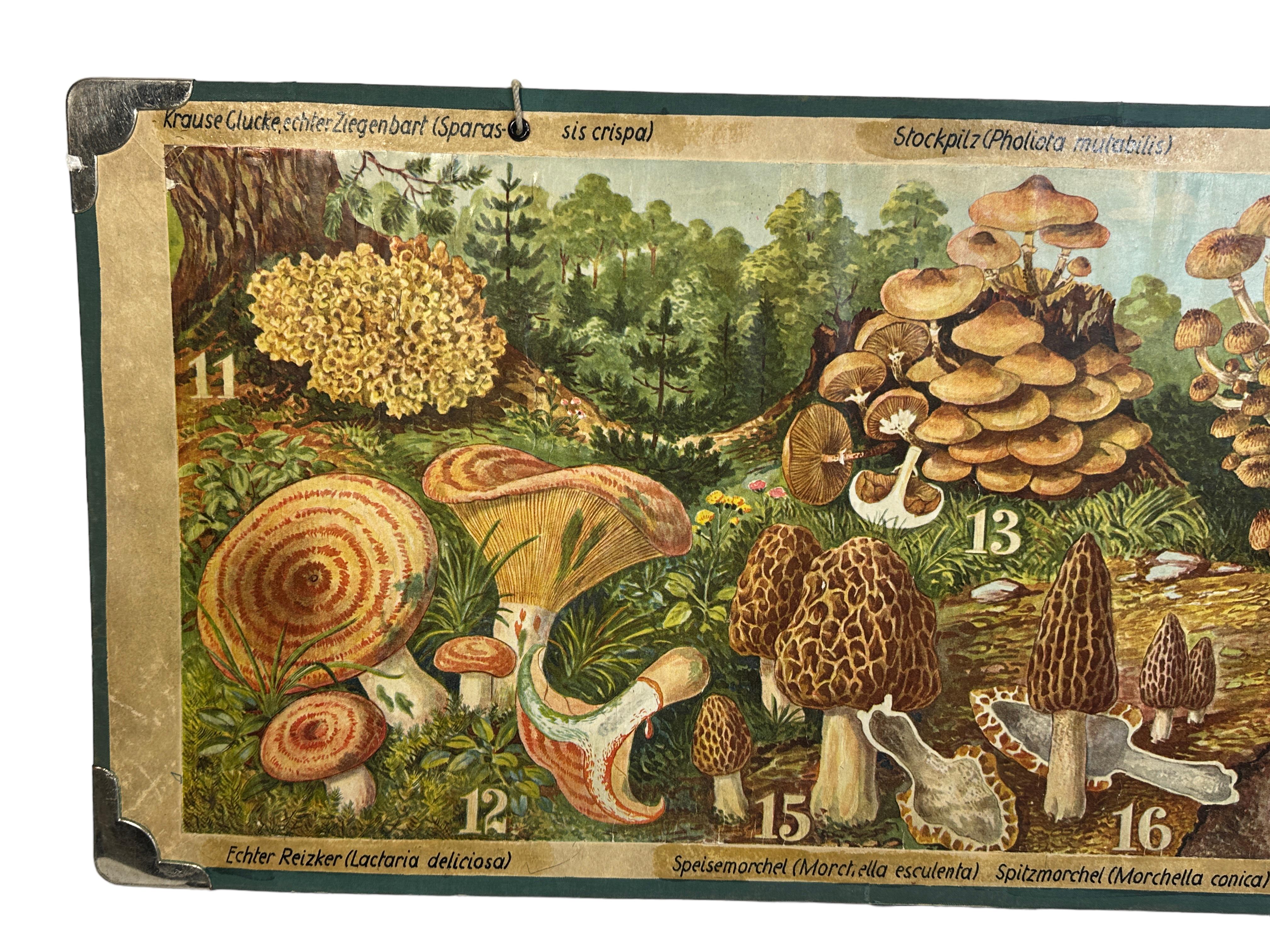 This rare vintage wall chart shows different types of mushrooms, which are native to middle europe. This kind of wall charts are used as teaching material in German schools. Colorful print on reinforced Cardboard. 
This type of learning material is