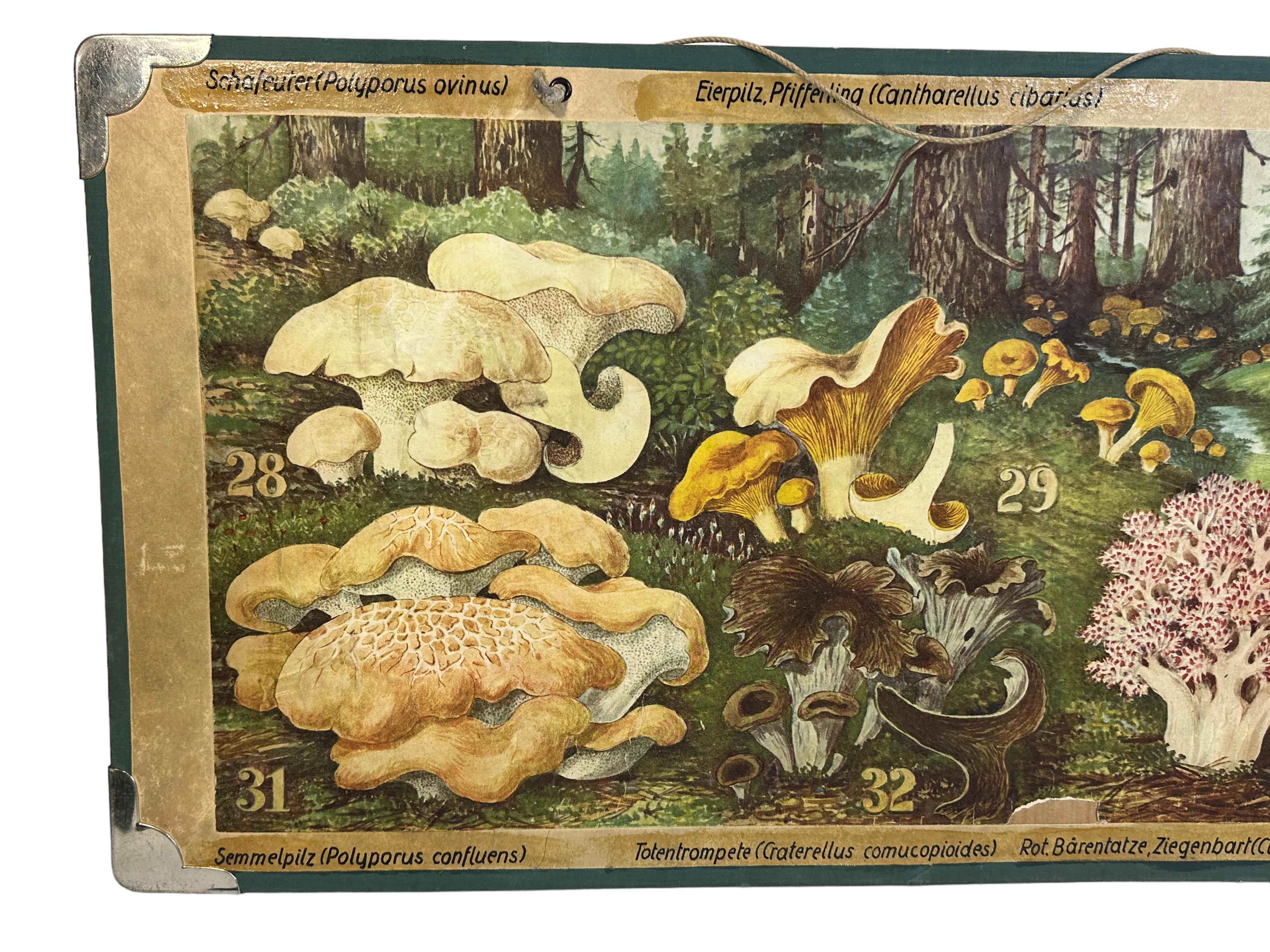 Ce tableau mural vintage rare montre différents types de champignons, qui sont originaires d'Europe centrale. Ce type de tableau mural est utilisé comme matériel pédagogique dans les écoles allemandes. Impression colorée sur carton renforcé. 
Ce