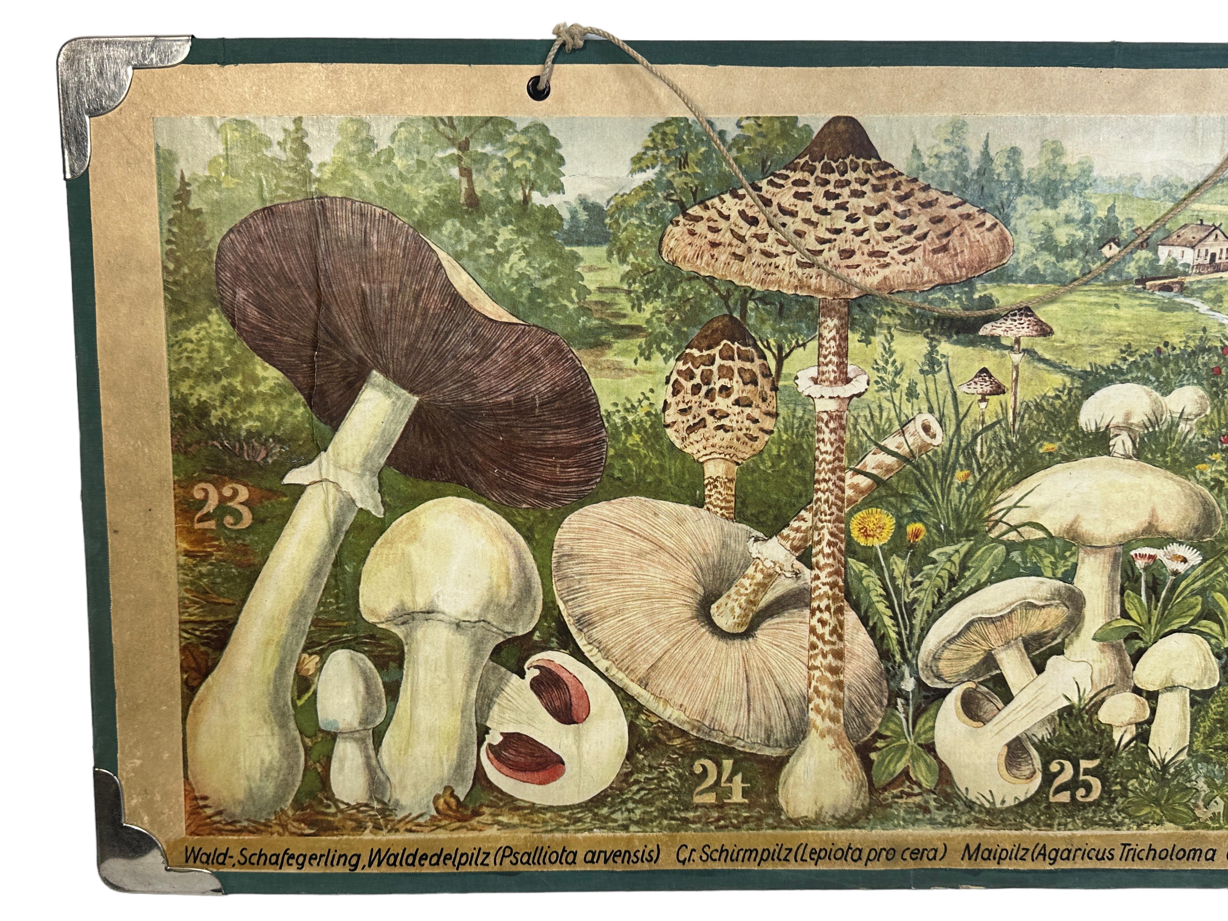 Diese seltene Vintage-Wandtafel zeigt verschiedene Arten von Pilzen, die in Mitteleuropa heimisch sind. Diese Art von Wandtafeln werden in deutschen Schulen als Unterrichtsmaterial verwendet. Bunter Druck auf verstärktem Karton. 
Diese Art von