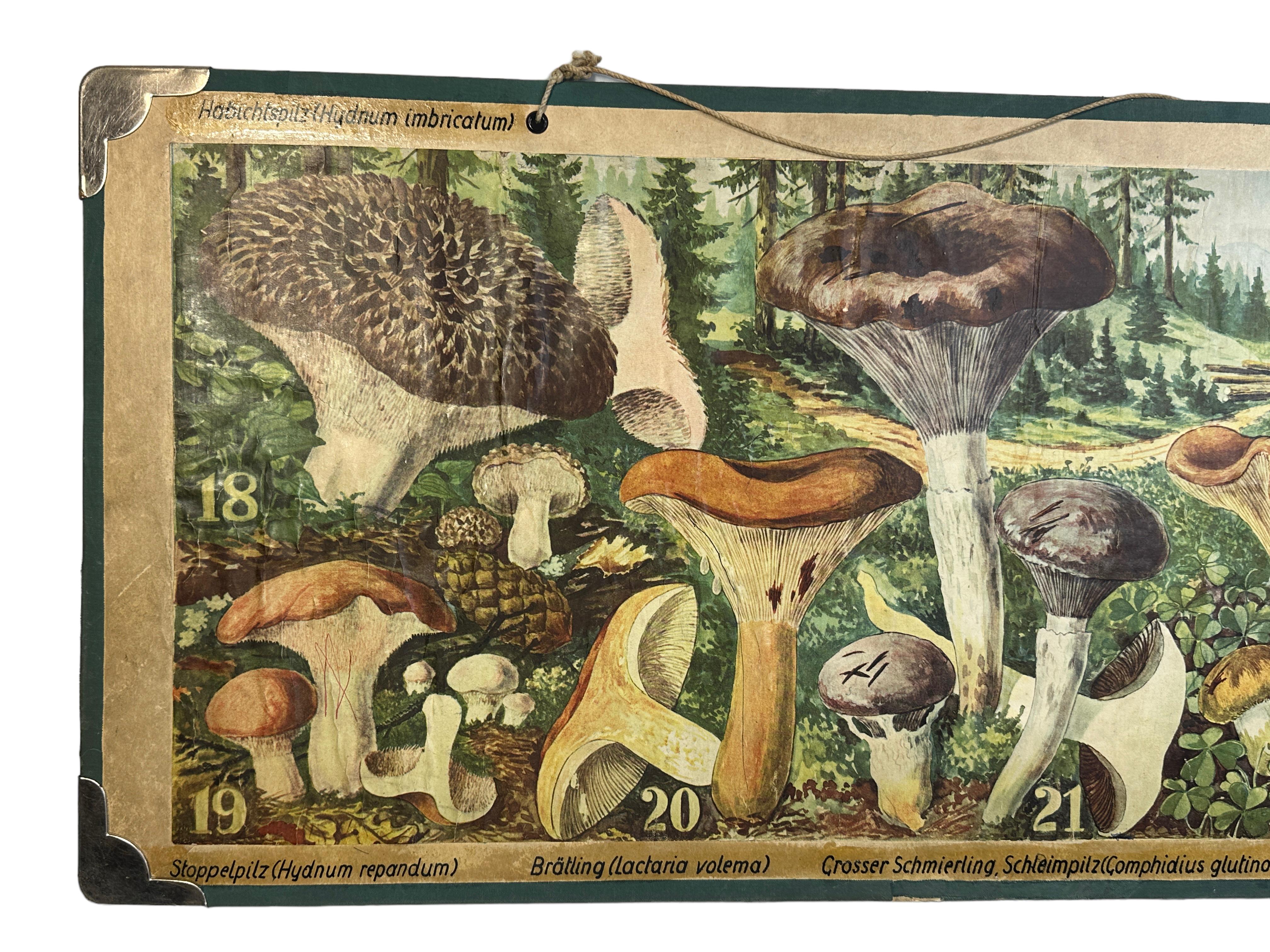 This rare vintage wall chart shows different types of mushrooms, which are native to middle europe. This kind of wall charts are used as teaching material in German schools. Colorful print on reinforced Cardboard. 
This type of learning material is