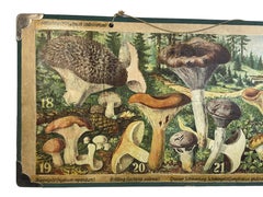 Mushrooms of Middle Europe Print Cardboard Wall Chart, Germany 1930s