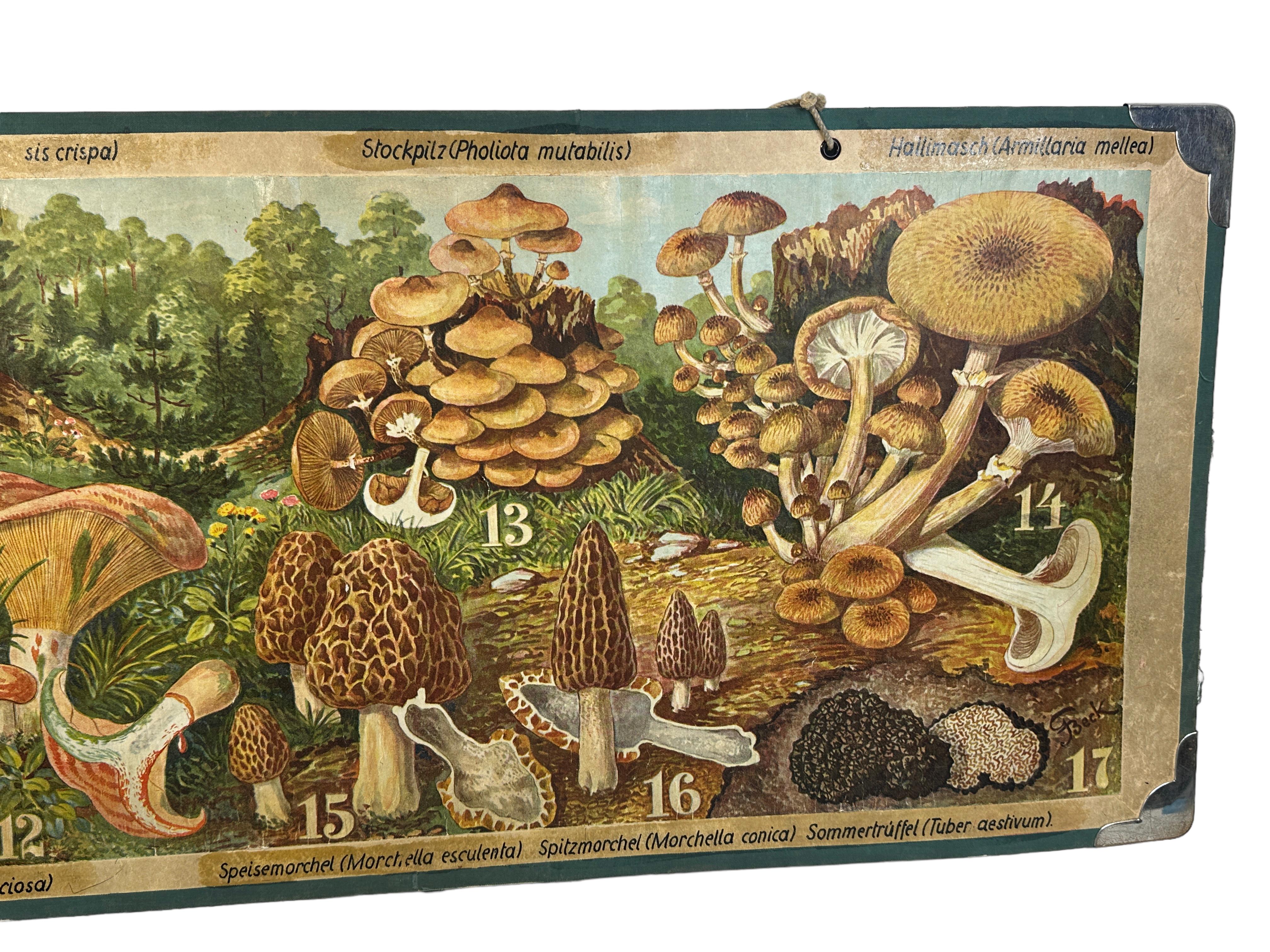 Mid-Century Modern Carte murale imprimée Mushrooms of Middle Europe, Allemagne, années 1930 en vente