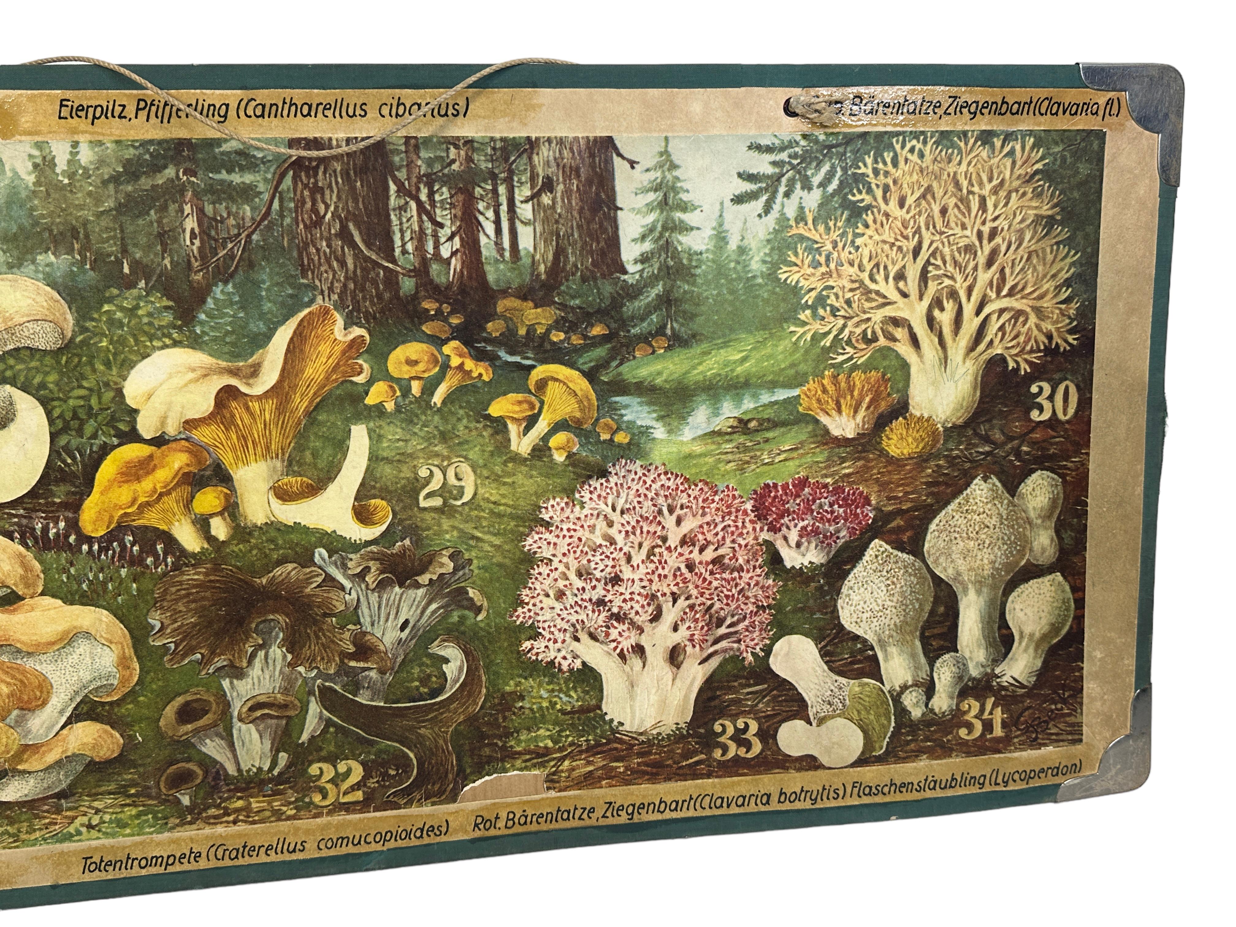 Mid-Century Modern Mushrooms of Middle Europe Print Cardboard Wall Chart, Germany 1930s For Sale