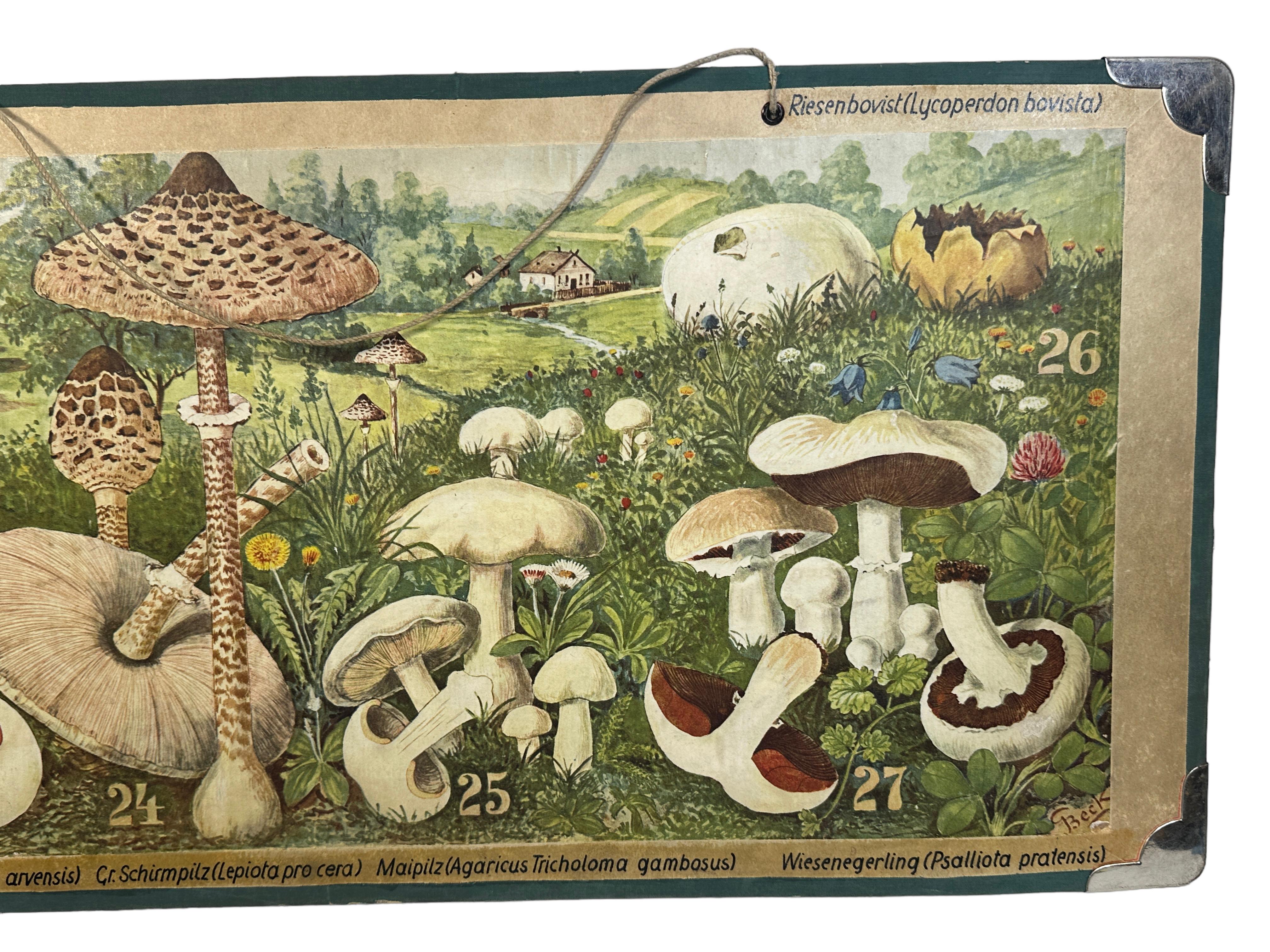 germany mushrooms