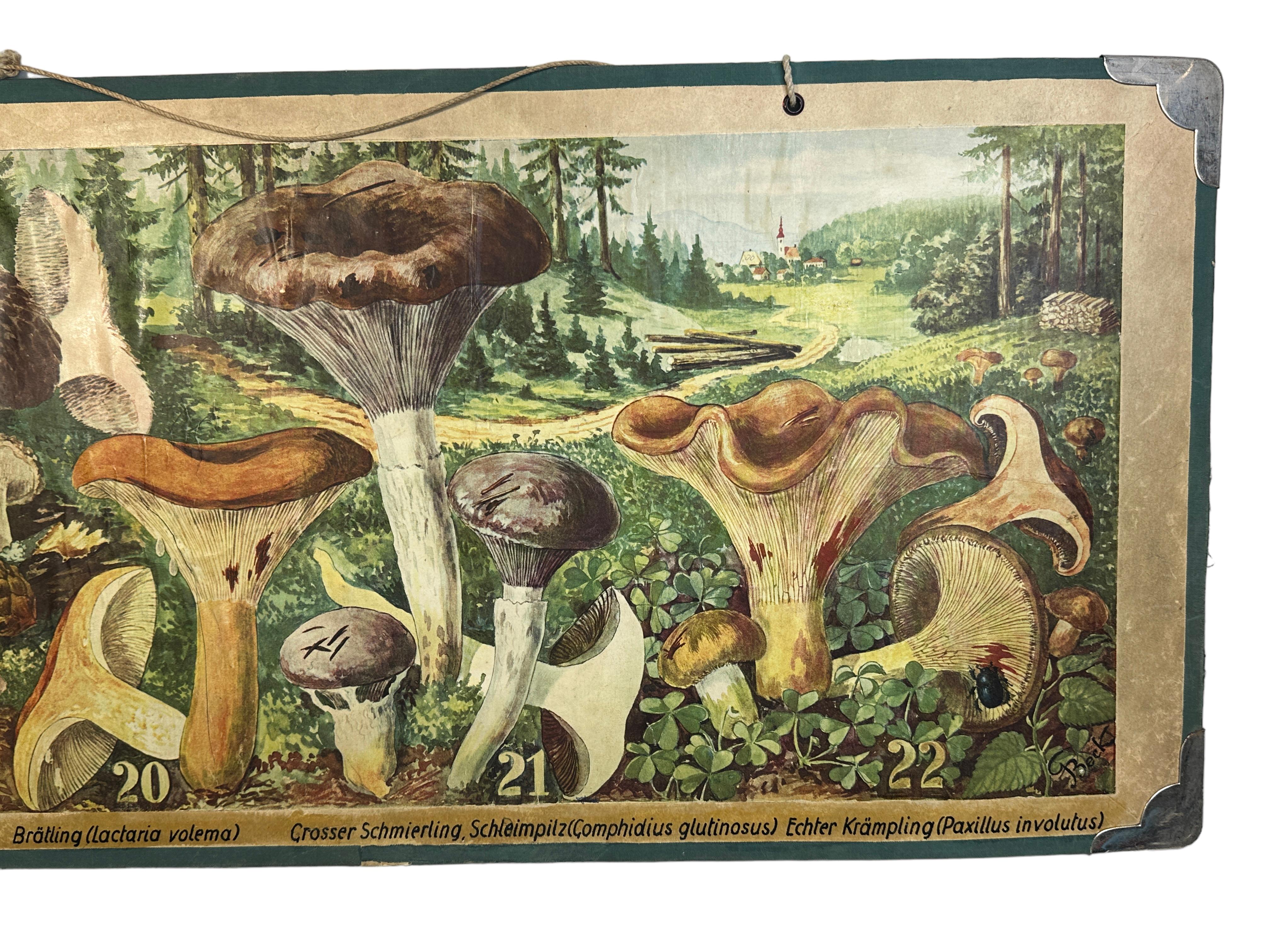 Mid-Century Modern Mushrooms of Middle Europe Print Cardboard Wall Chart, Germany 1930s For Sale
