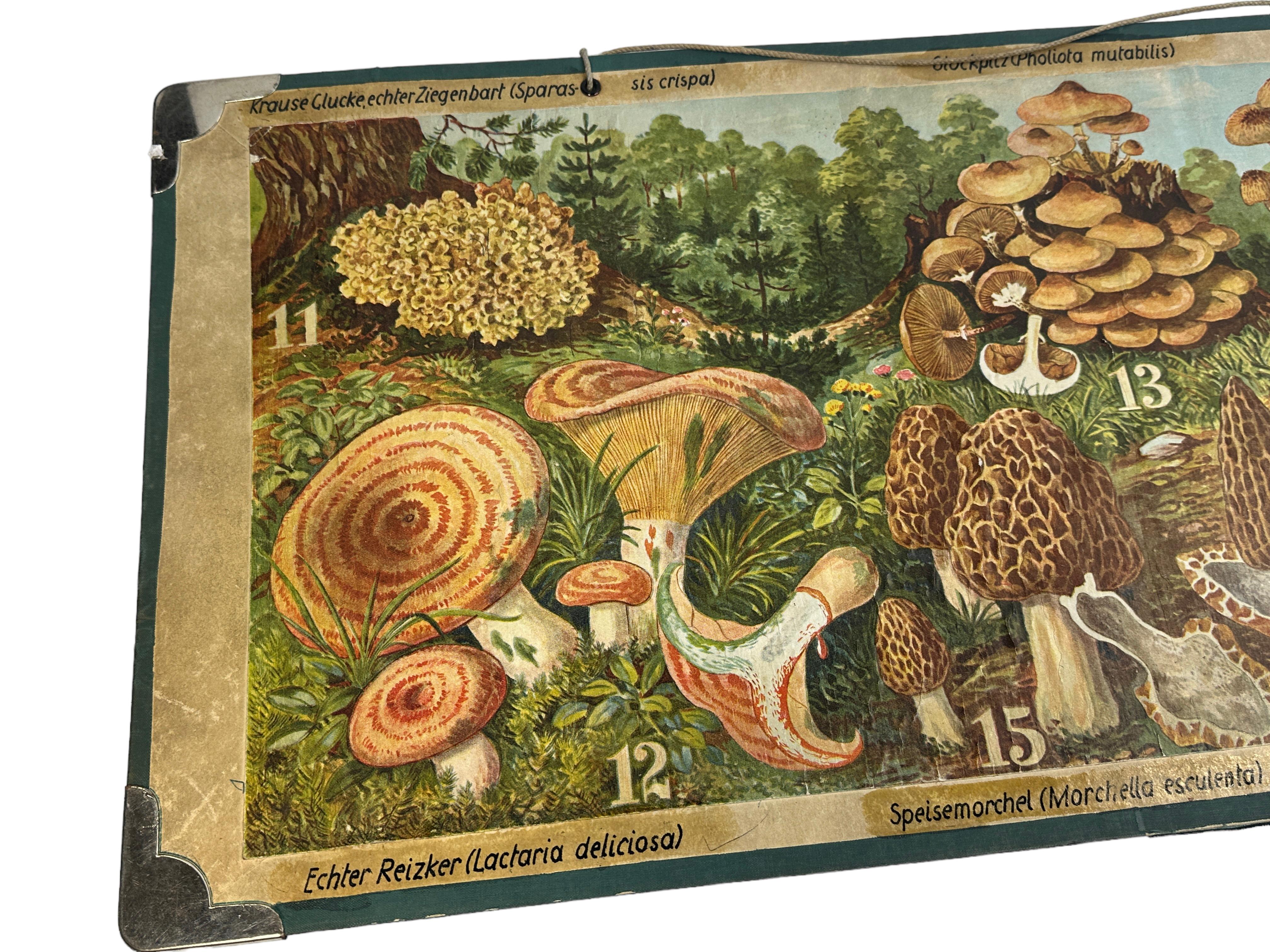 Allemand Carte murale imprimée Mushrooms of Middle Europe, Allemagne, années 1930 en vente