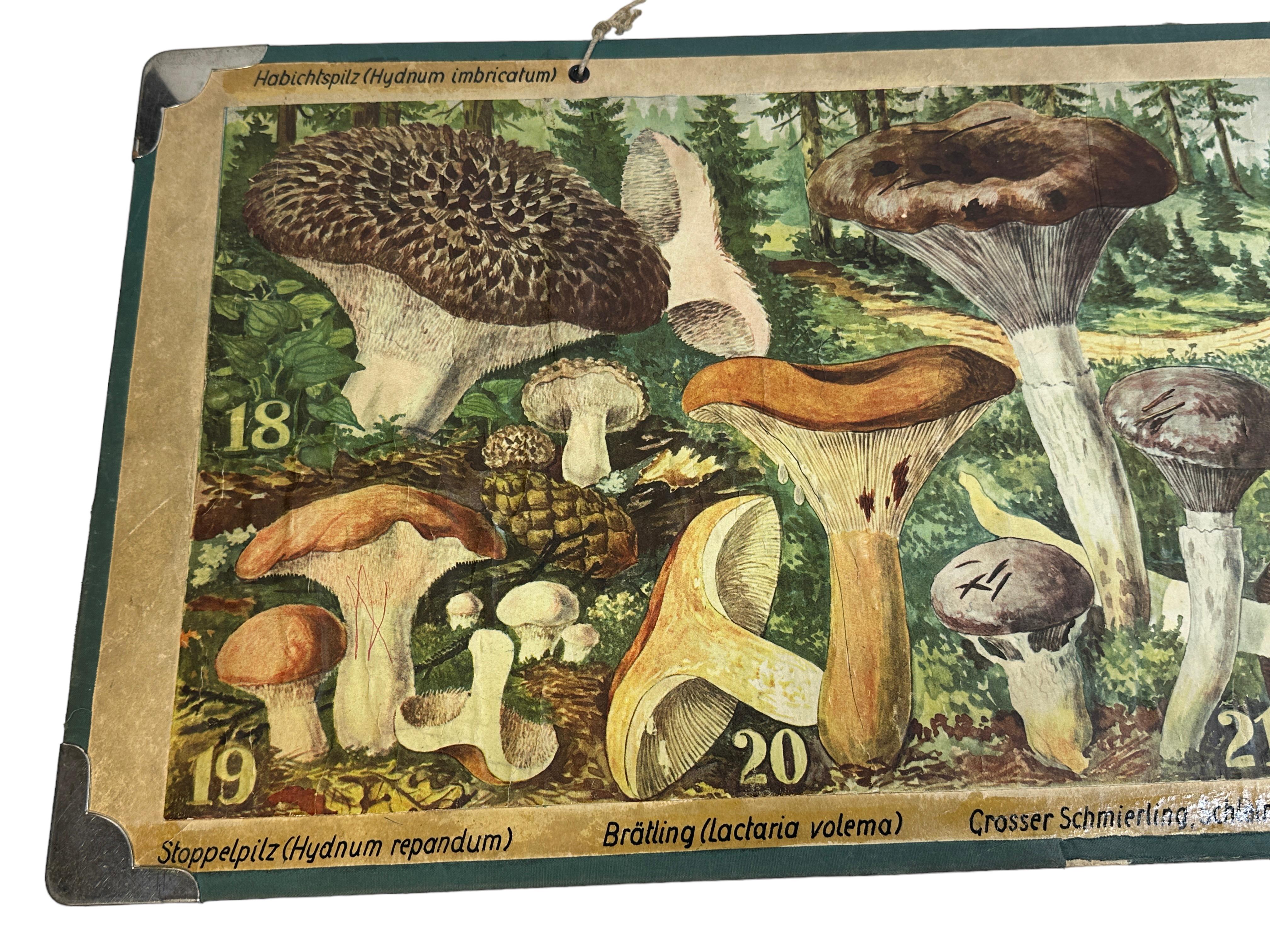 Hand-Crafted Mushrooms of Middle Europe Print Cardboard Wall Chart, Germany 1930s For Sale