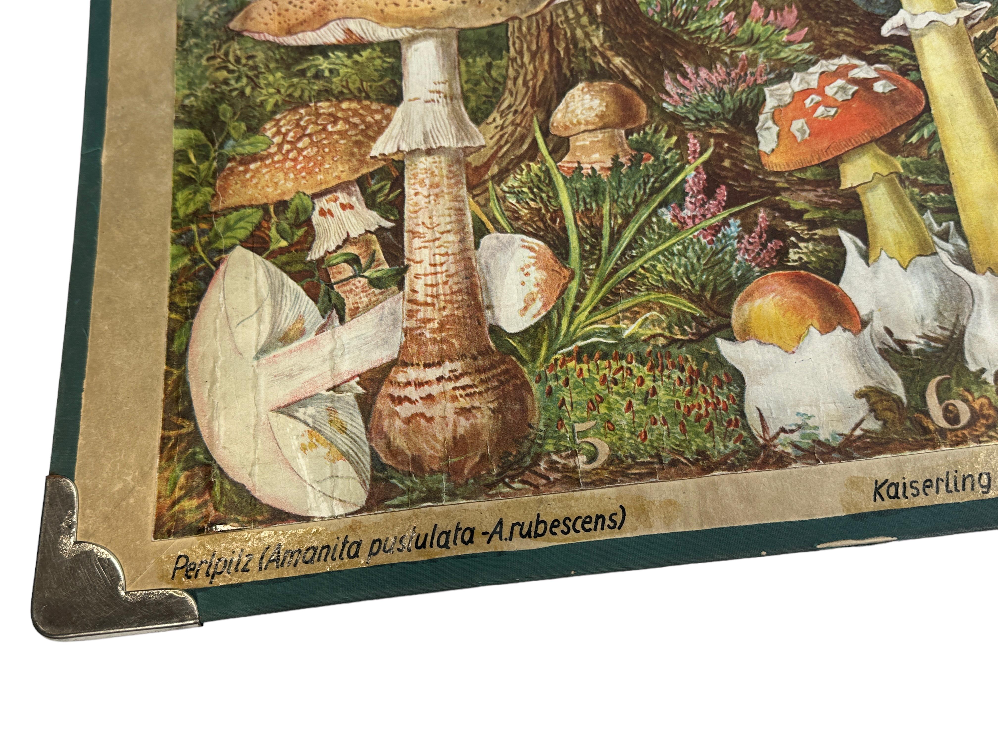 mushrooms chart