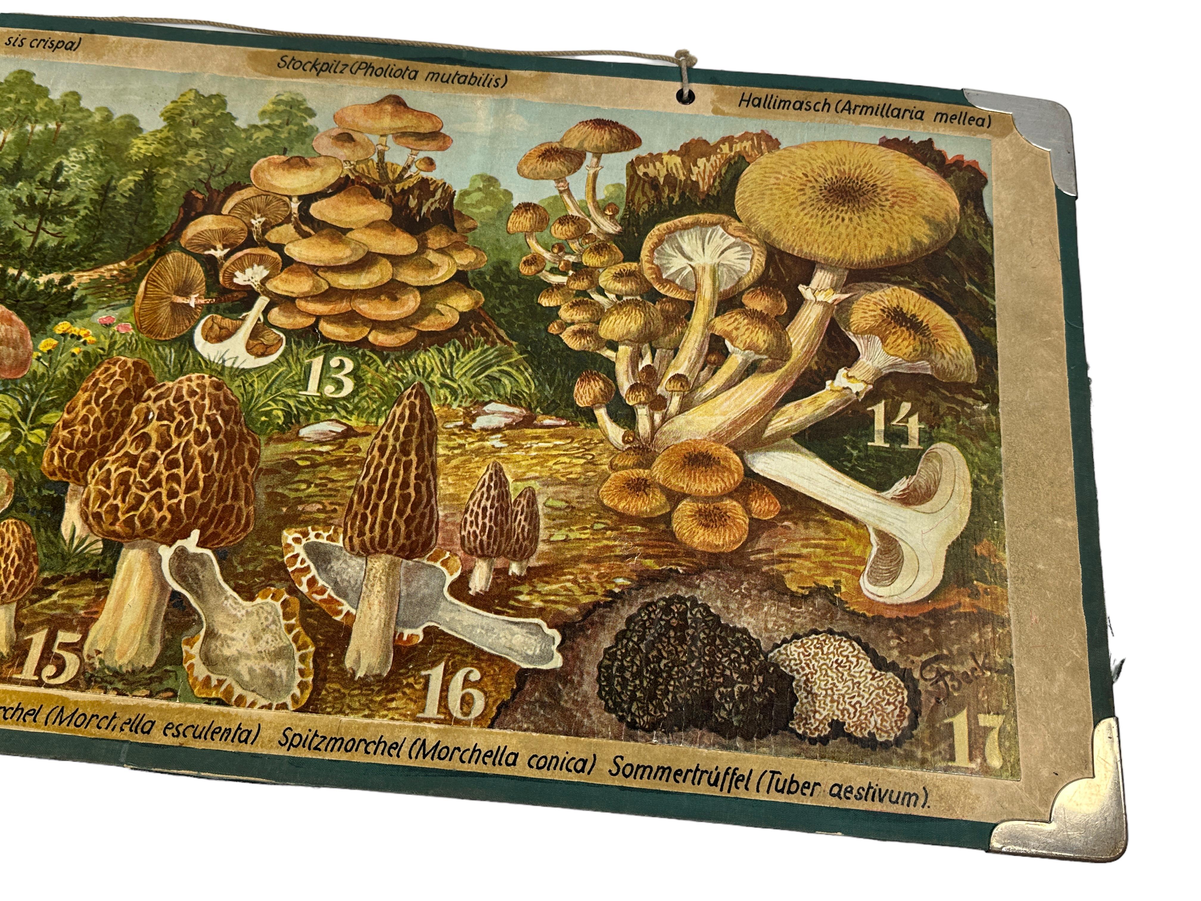 Mushrooms of Middle Europe Print Cardboard Wall Chart, Germany 1930s In Good Condition For Sale In Nuernberg, DE