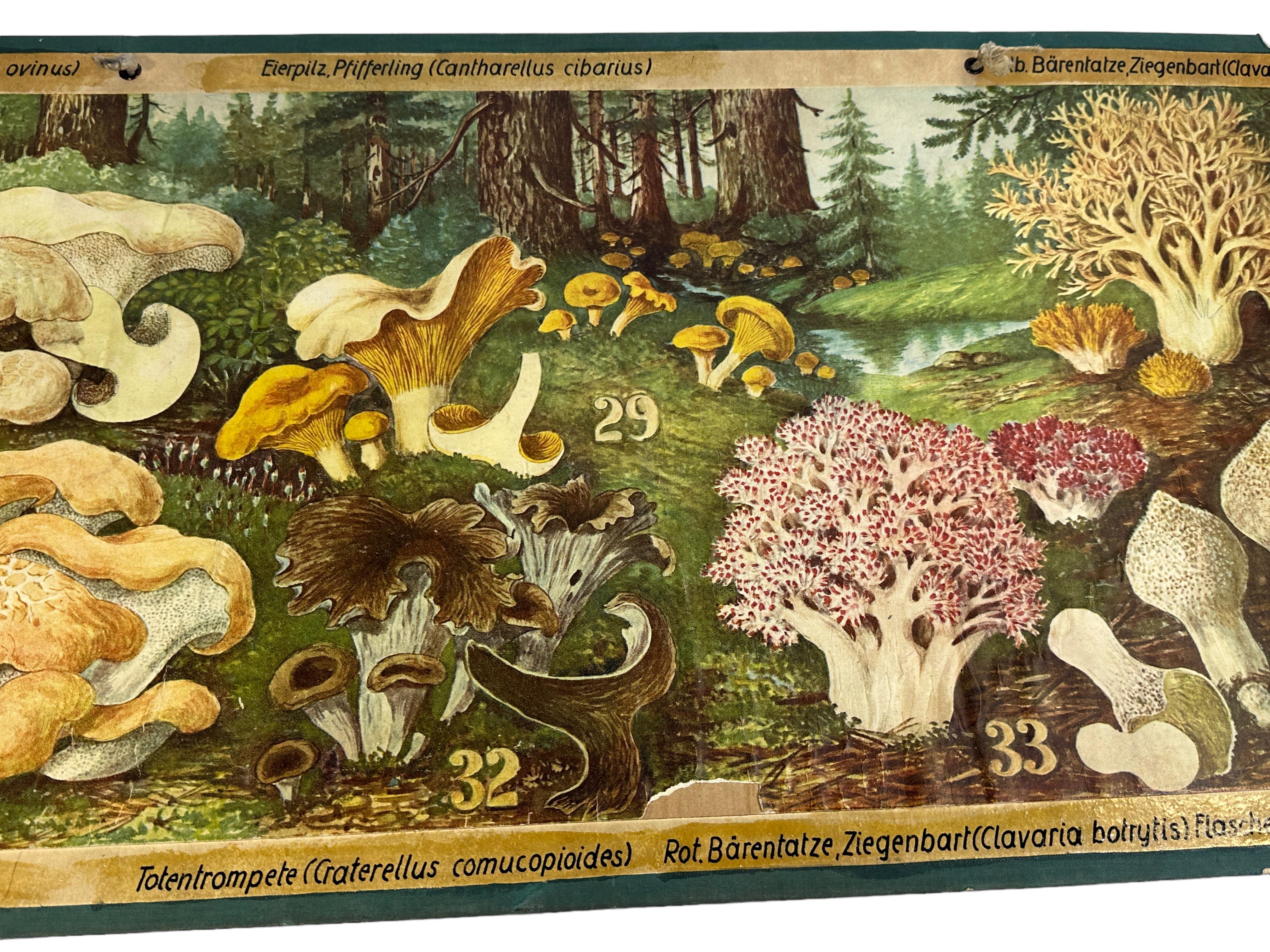 Mushrooms of Middle Europe Print Cardboard Wall Chart, Germany 1930s In Good Condition For Sale In Nuernberg, DE