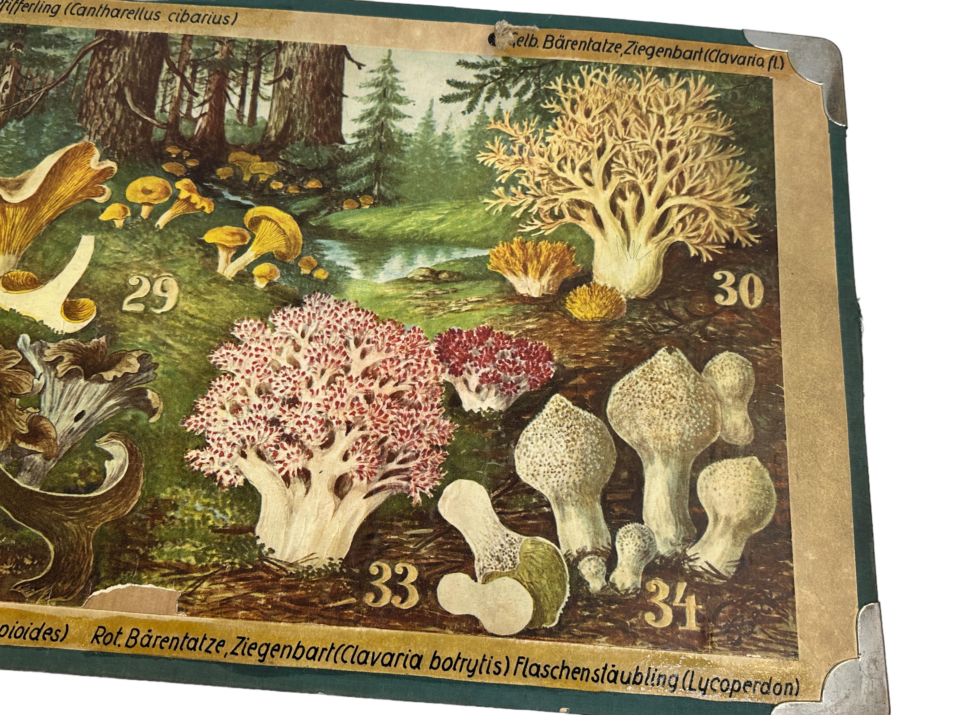 Mid-20th Century Mushrooms of Middle Europe Print Cardboard Wall Chart, Germany 1930s For Sale