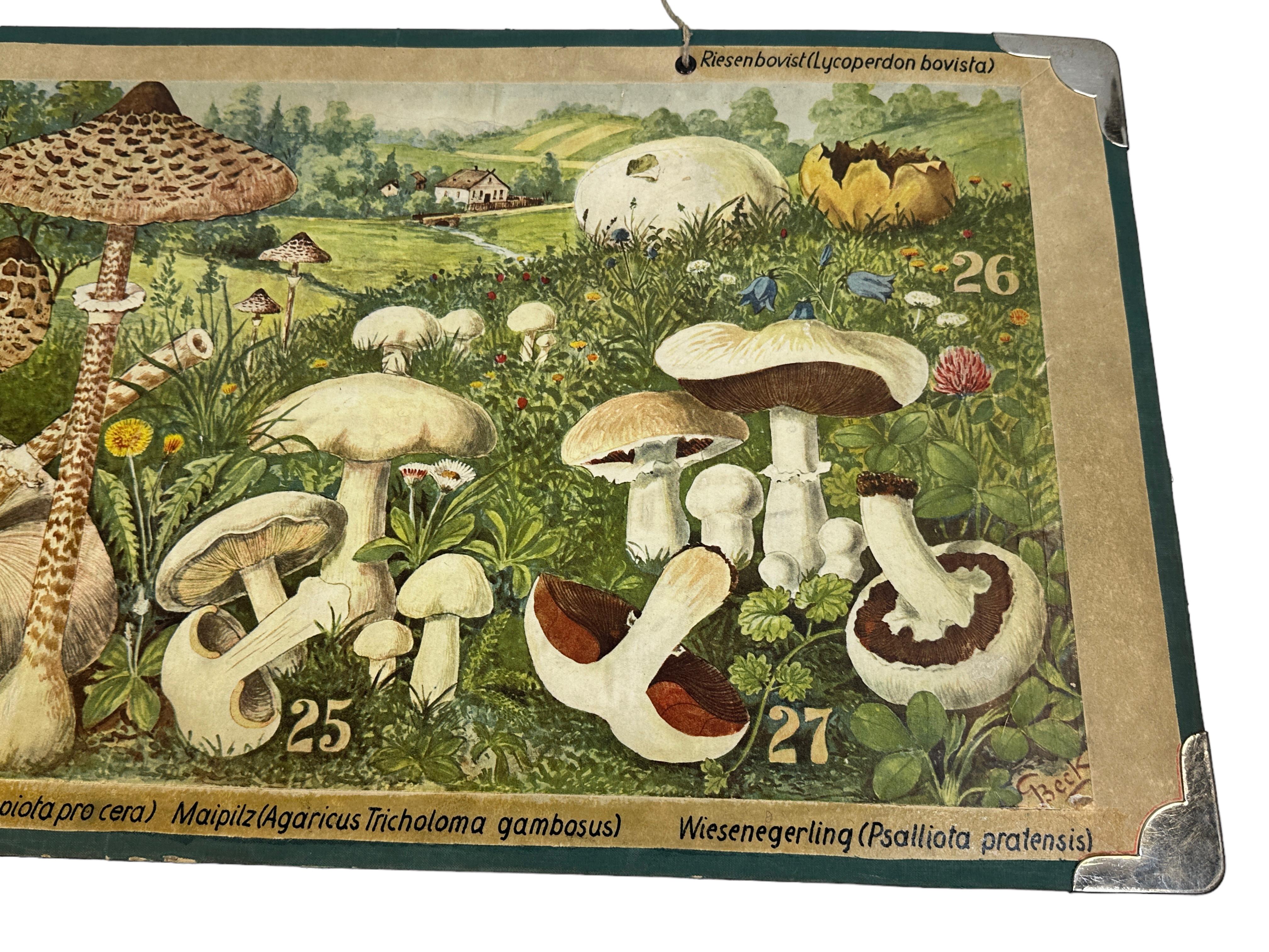 Mushrooms of Middle Europe Druck-Karton-Wandtafel, Deutschland 1930er Jahre im Zustand „Gut“ im Angebot in Nuernberg, DE