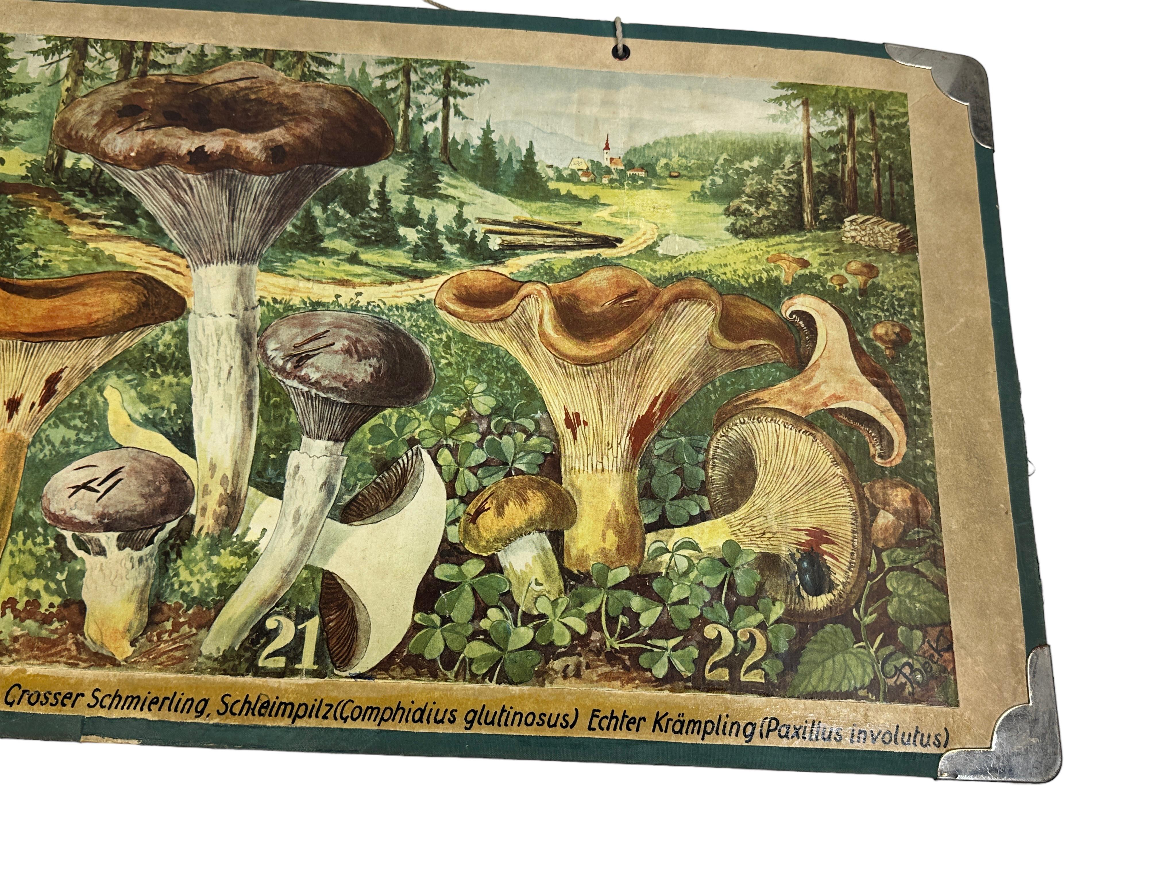 Mid-20th Century Mushrooms of Middle Europe Print Cardboard Wall Chart, Germany 1930s For Sale