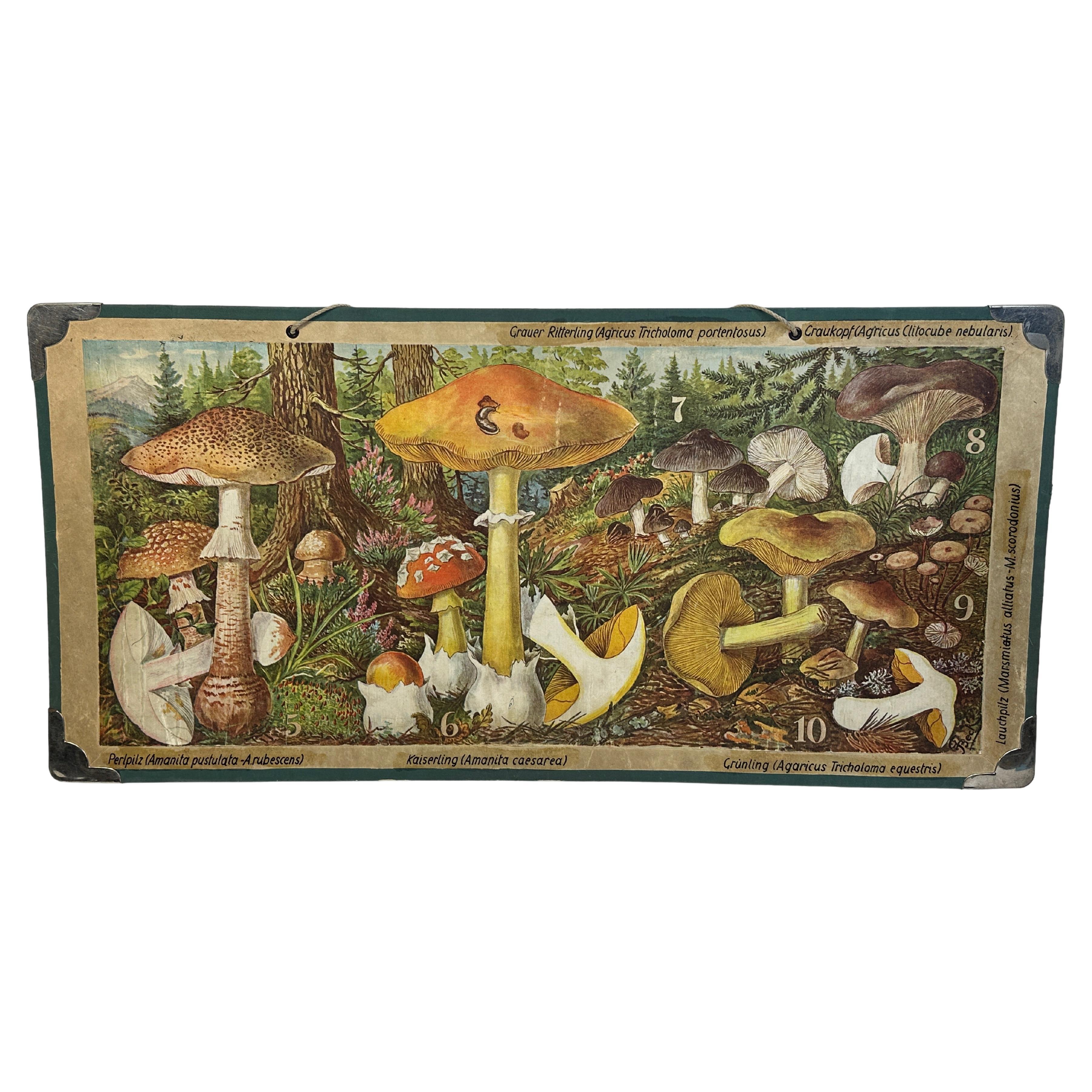 Mushrooms of Middle Europe Print Cardboard Wall Chart, Germany 1930s For Sale
