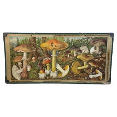 Mushrooms of Middle Europe Print Cardboard Wall Chart, Germany 1930s