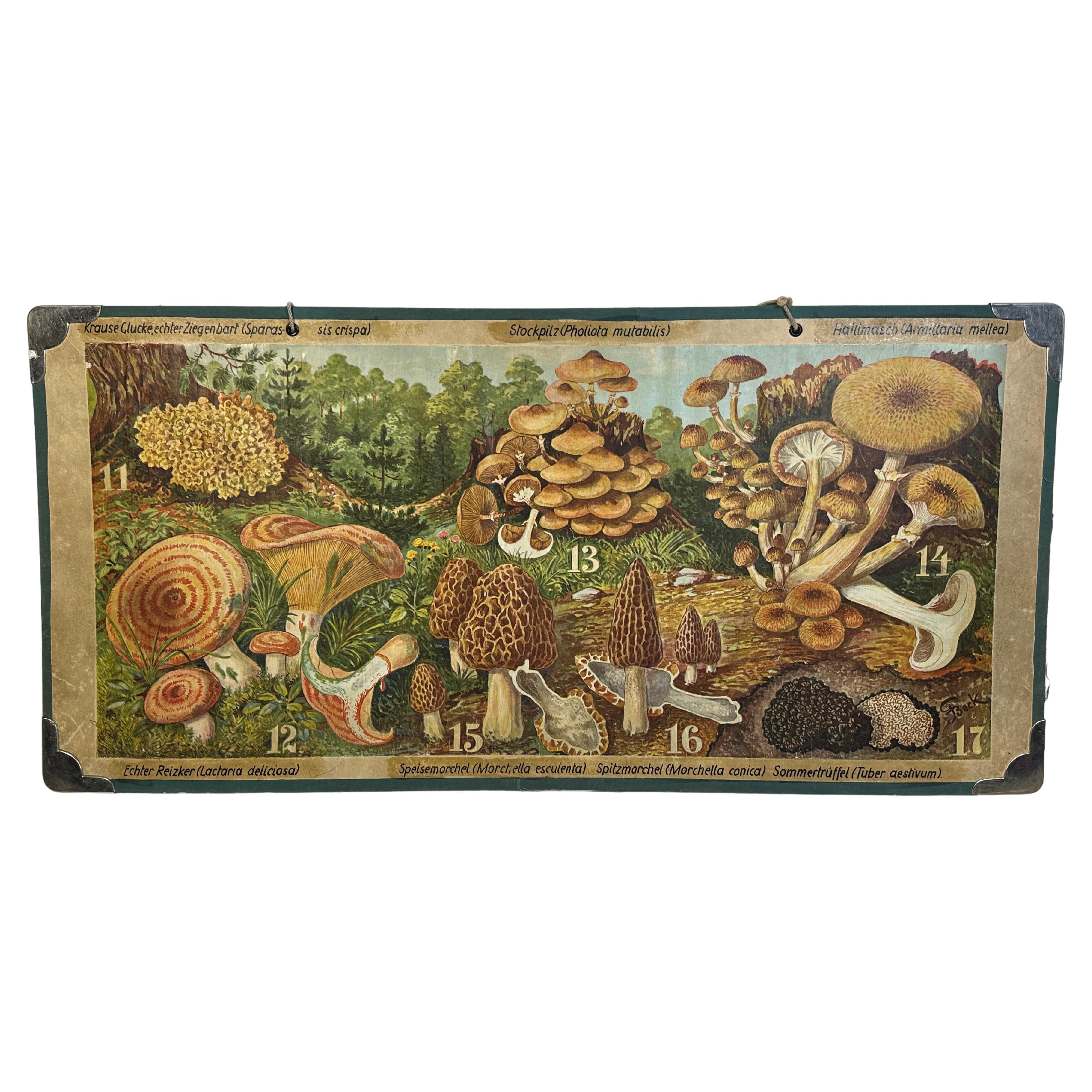 Carte murale imprimée Mushrooms of Middle Europe, Allemagne, années 1930 en vente