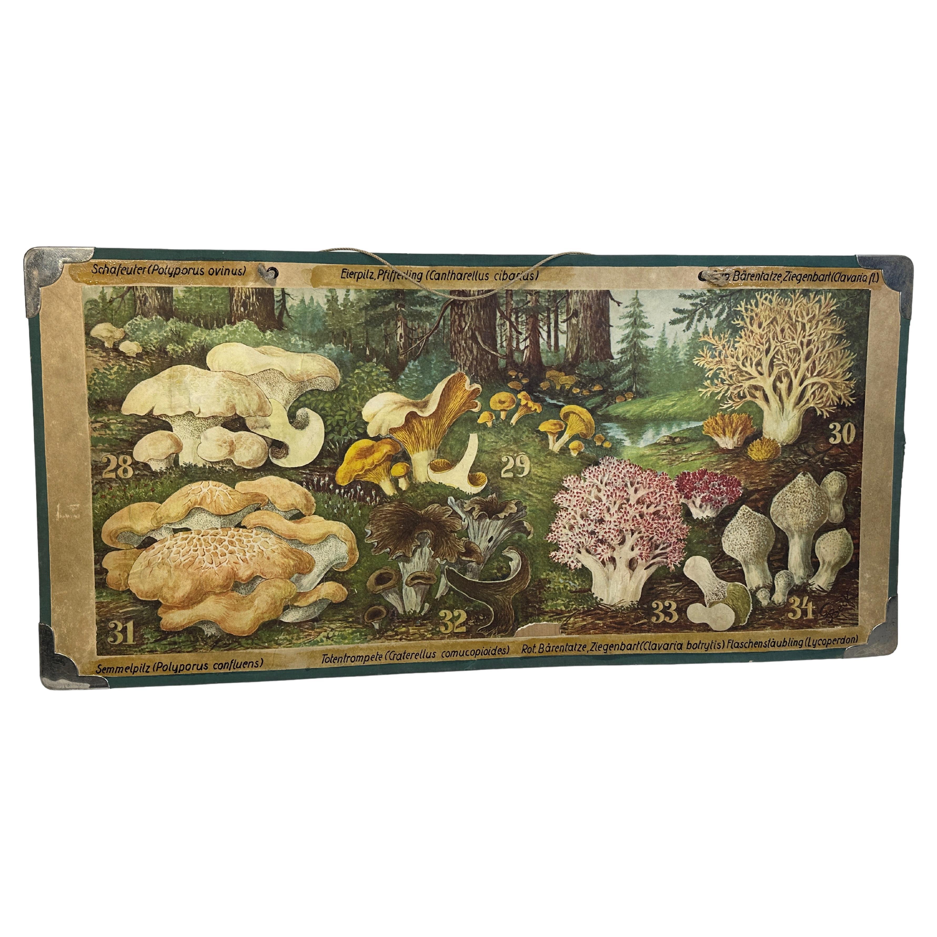 Mushrooms of Middle Europe Print Cardboard Wall Chart, Germany 1930s