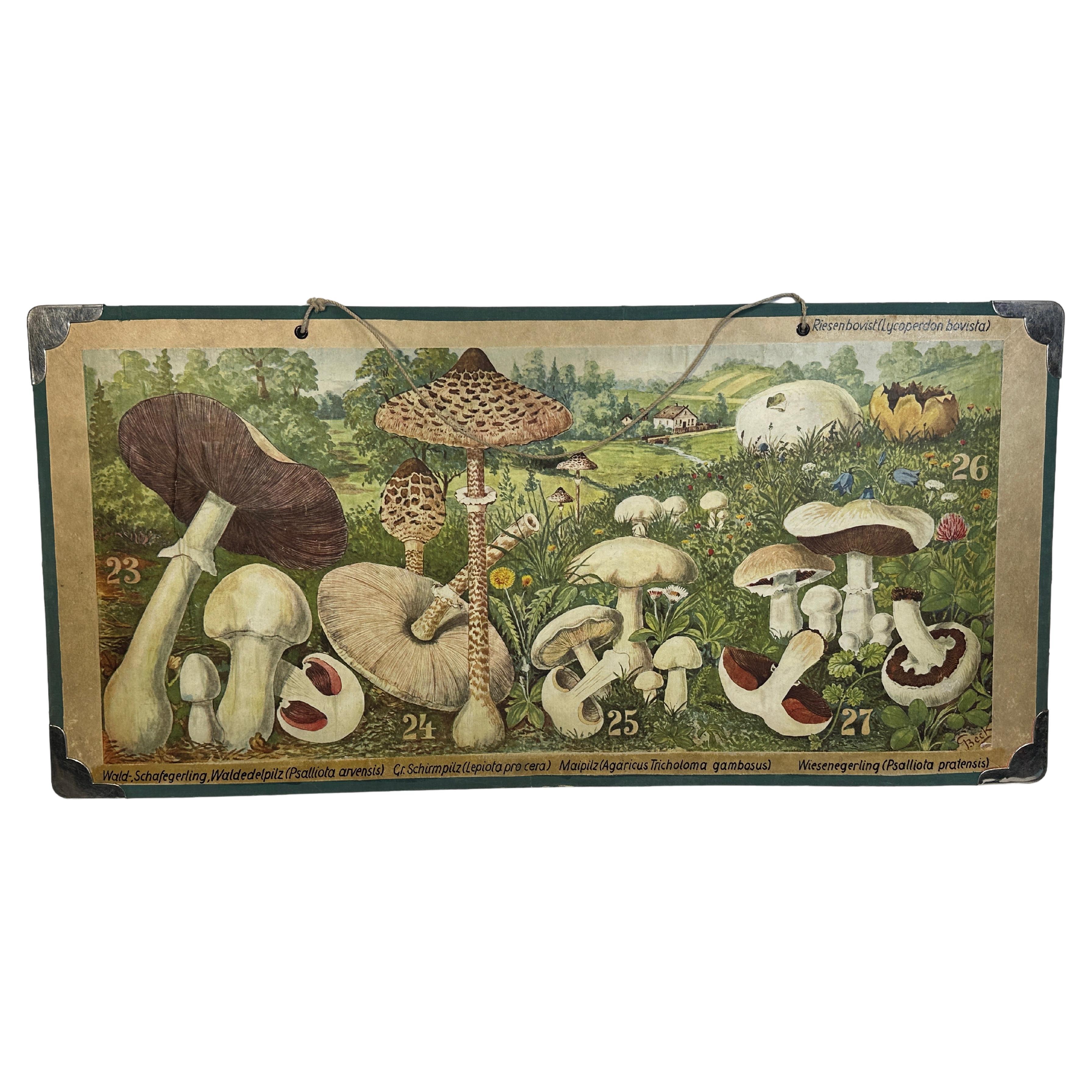 Mushrooms of Middle Europe Print Cardboard Wall Chart, Germany 1930s For Sale