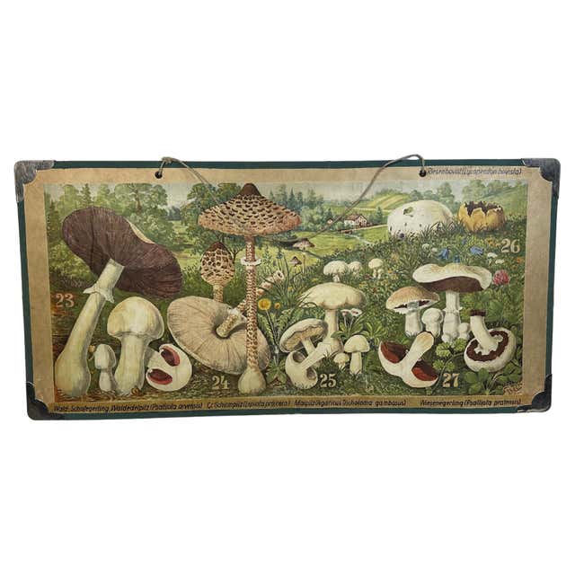 Mushrooms Of Europe Rollable Poster Print Wall Chart Austria 1950s For mushrooms-of-europe-rollable-poster-print-wall-chart-austria-1950s-for