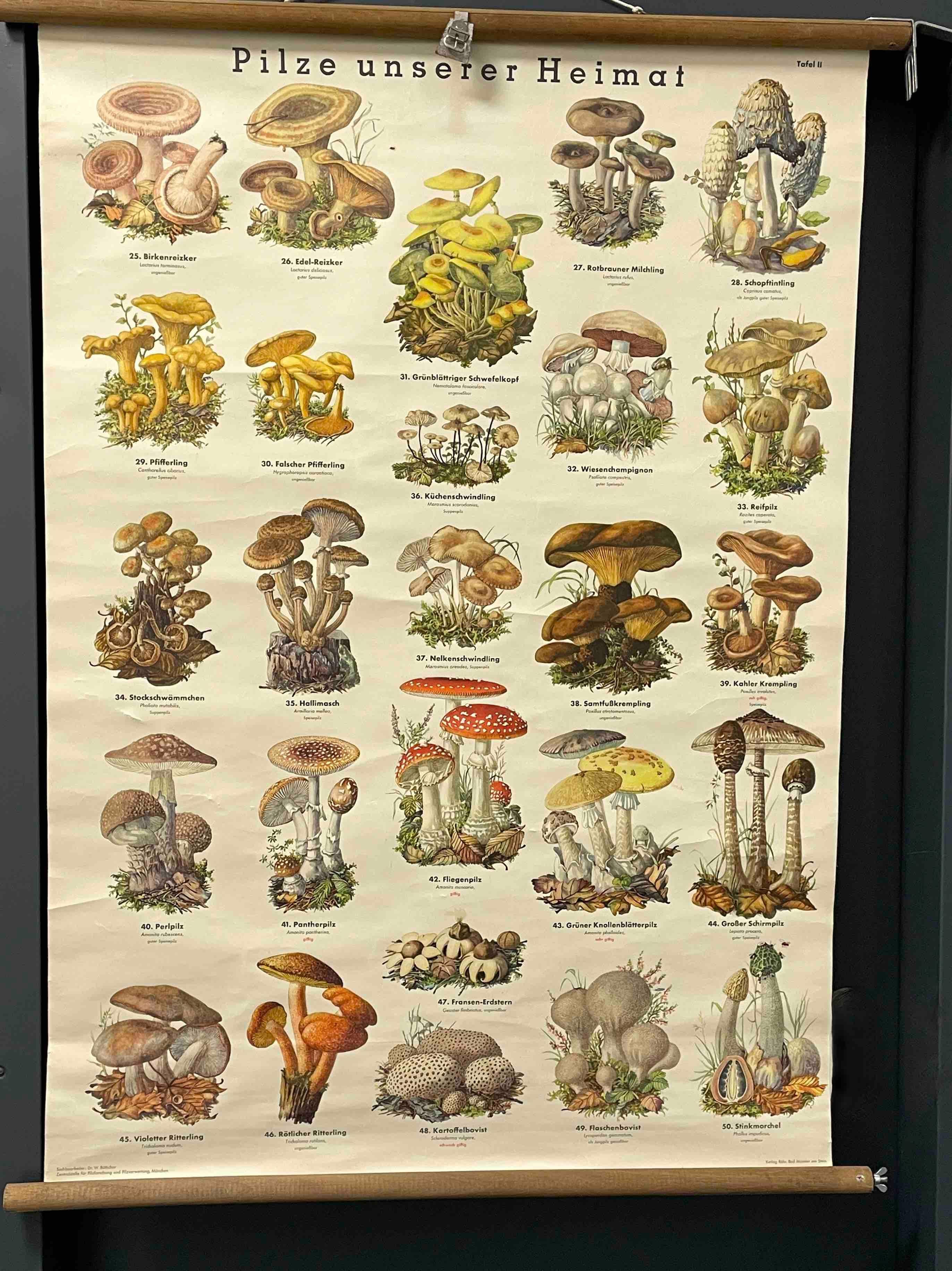 This rare vintage wall chart shows different types of mushrooms, which are native to middle europe. This kind of wall charts are used as teaching material in German schools. Colorful print on paper reinforced with canvas.