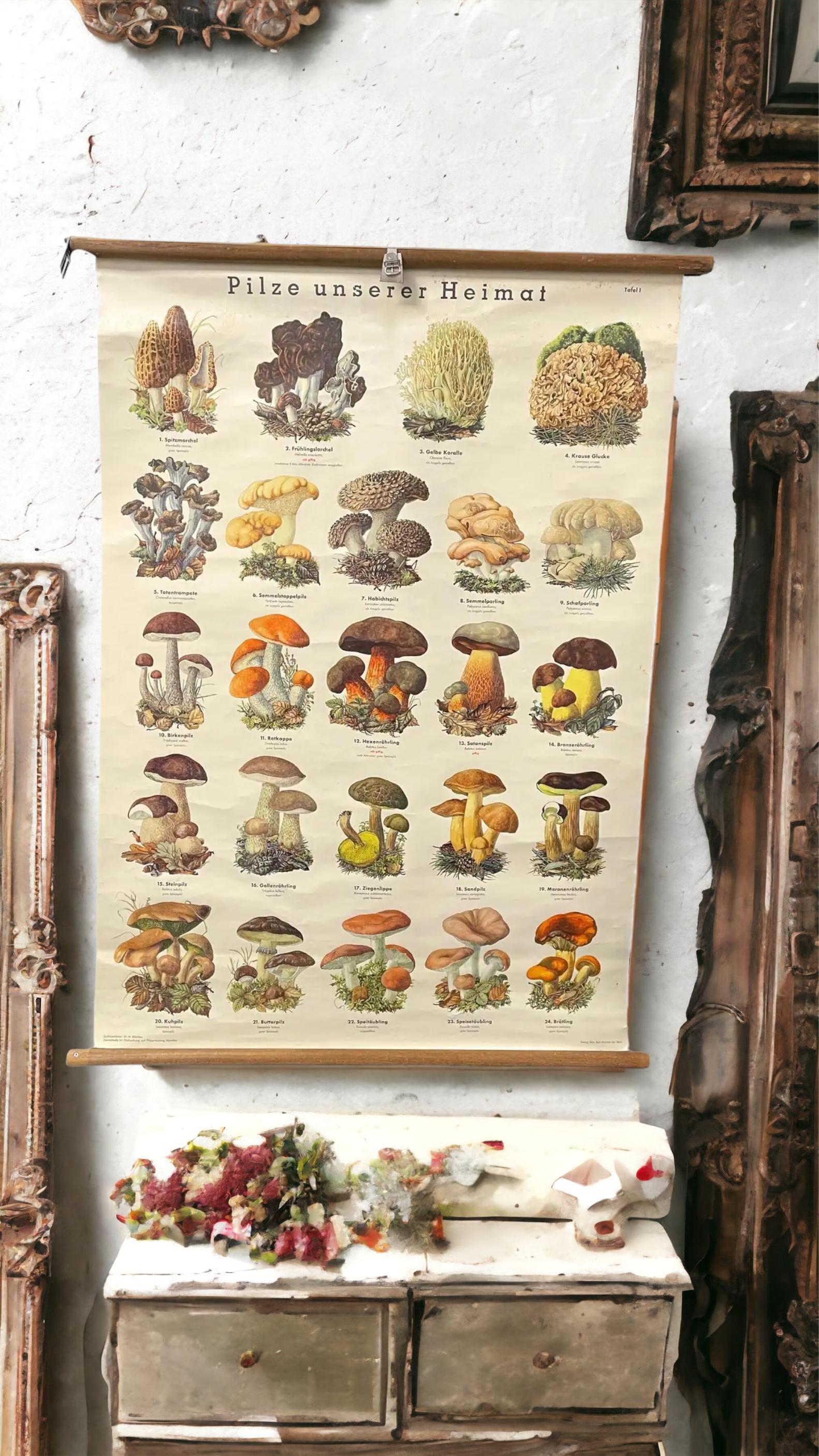 This rare vintage wall chart shows different types of mushrooms, which are native to middle europe. This kind of wall charts are used as teaching material in German schools. Colorful print on paper reinforced with canvas. 
This type of learning