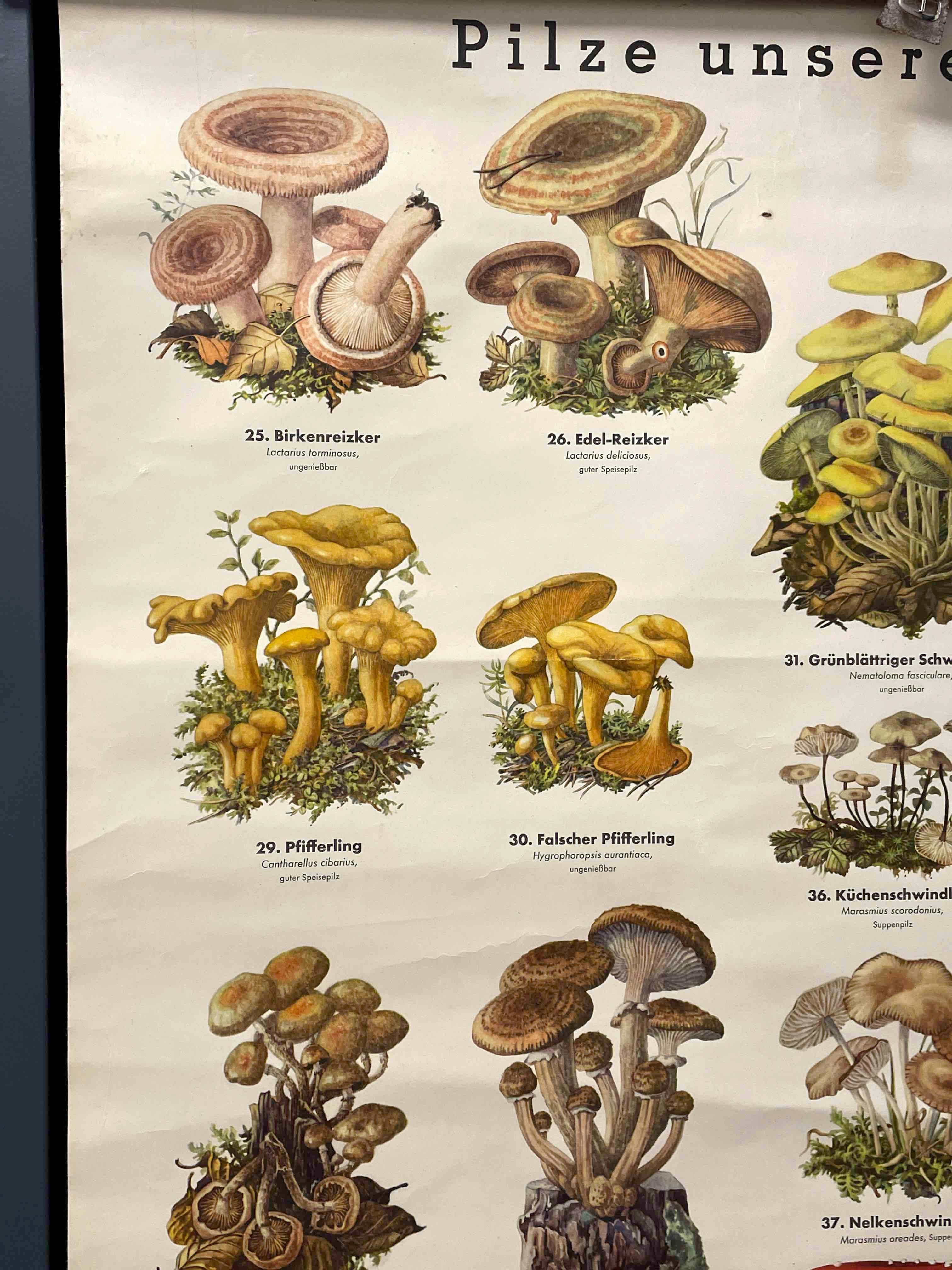 Mid-Century Modern Mushrooms, Vintage Wall Chart, Austria, 1950s