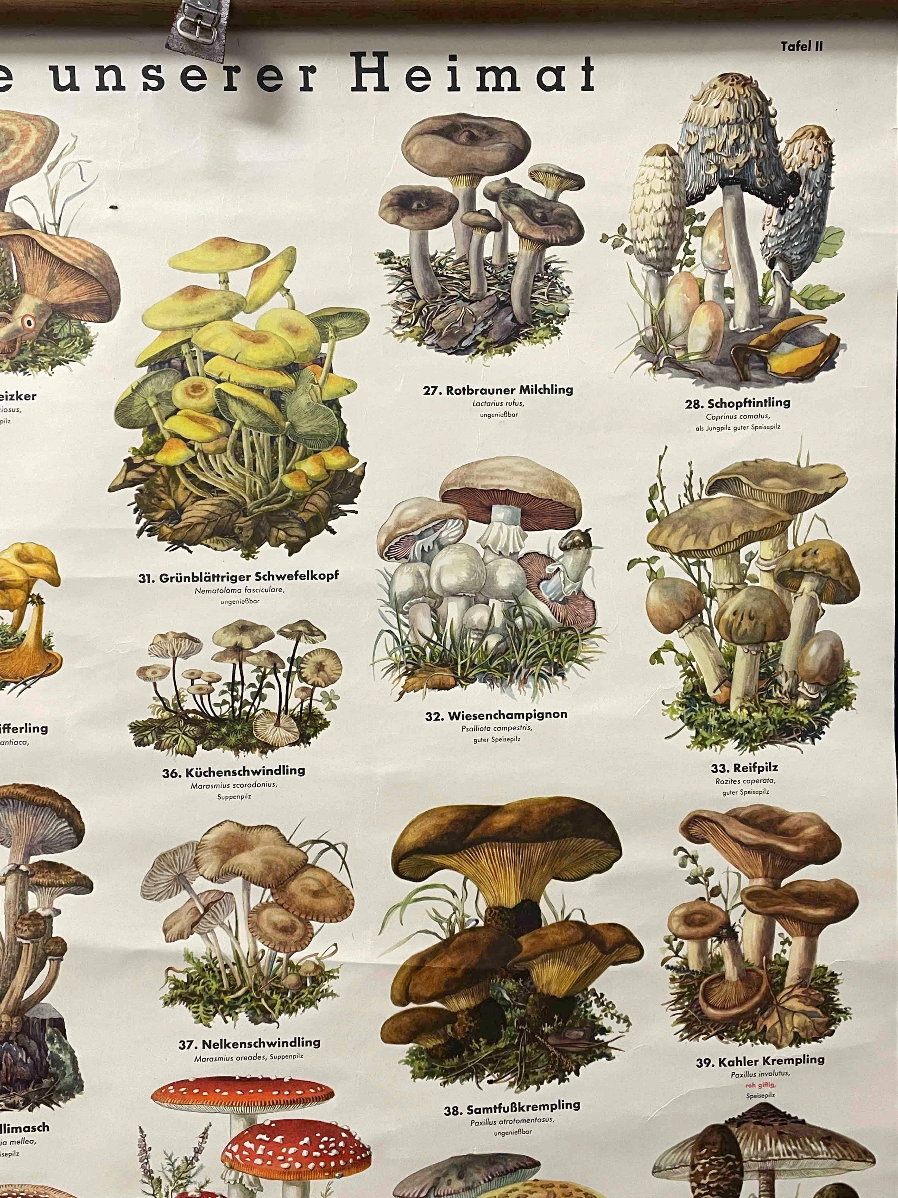 German Mushrooms, Vintage Wall Chart, Austria, 1950s