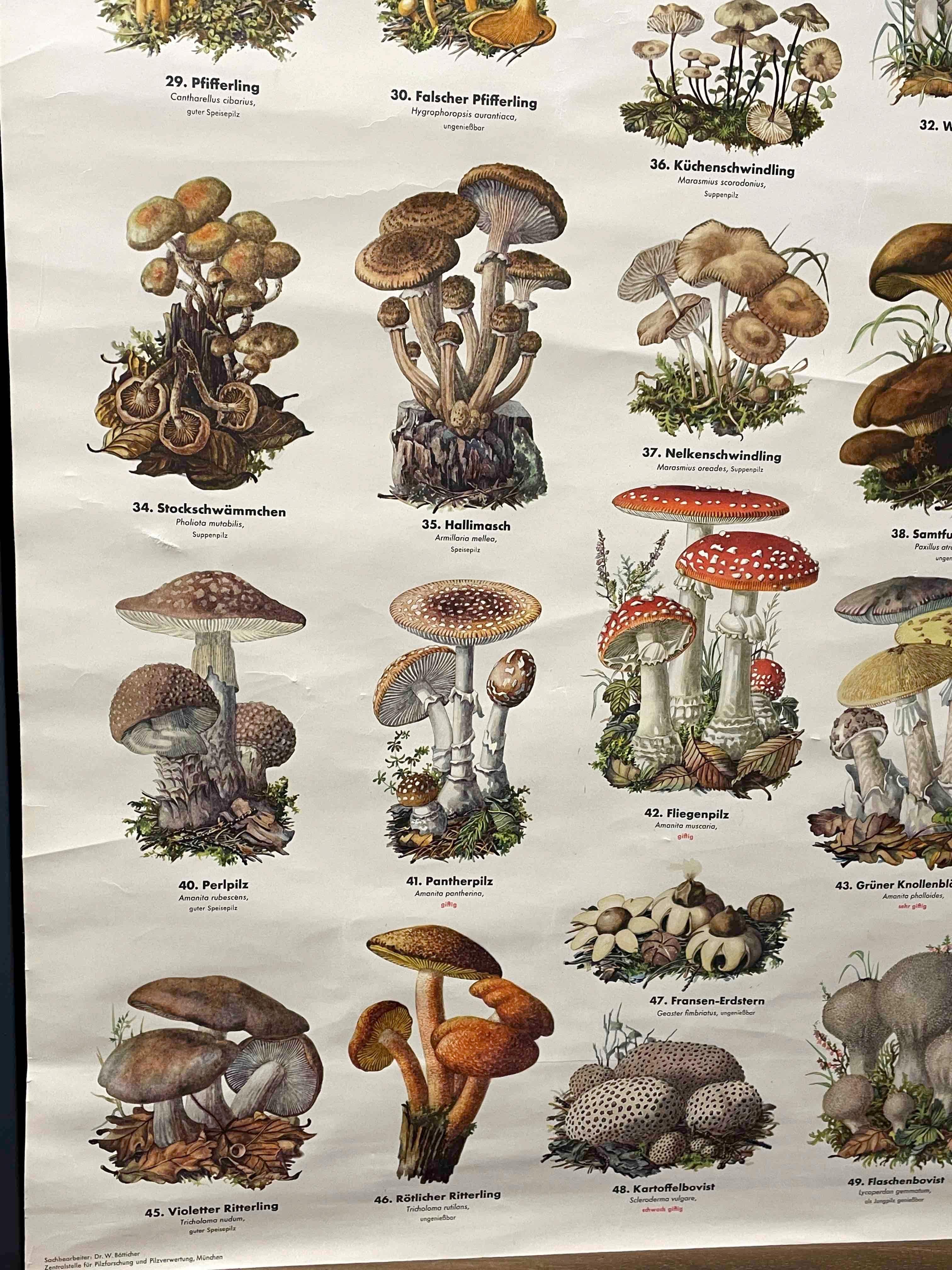 Mid-20th Century Mushrooms, Vintage Wall Chart, Austria, 1950s