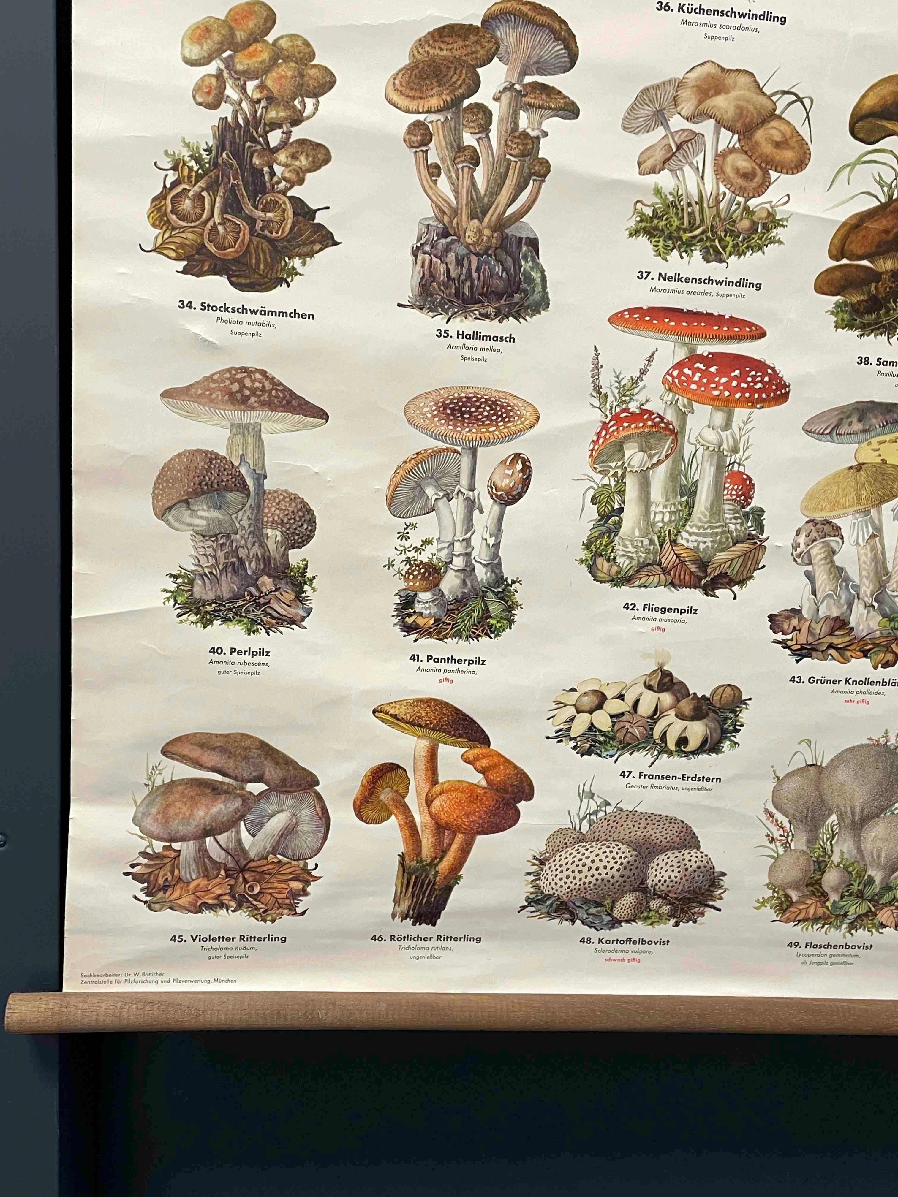 Canvas Mushrooms, Vintage Wall Chart, Austria, 1950s