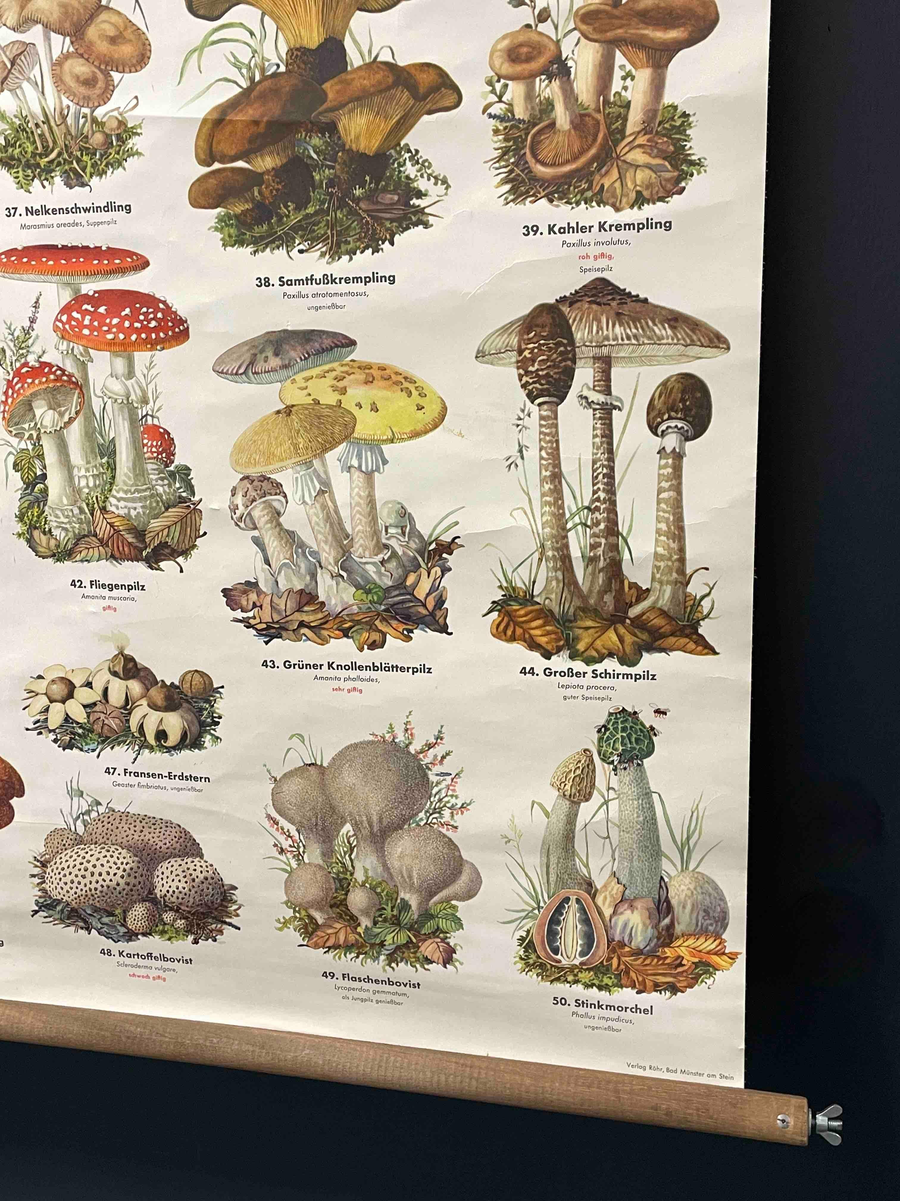 Mushrooms, Vintage Wall Chart, Austria, 1950s 1