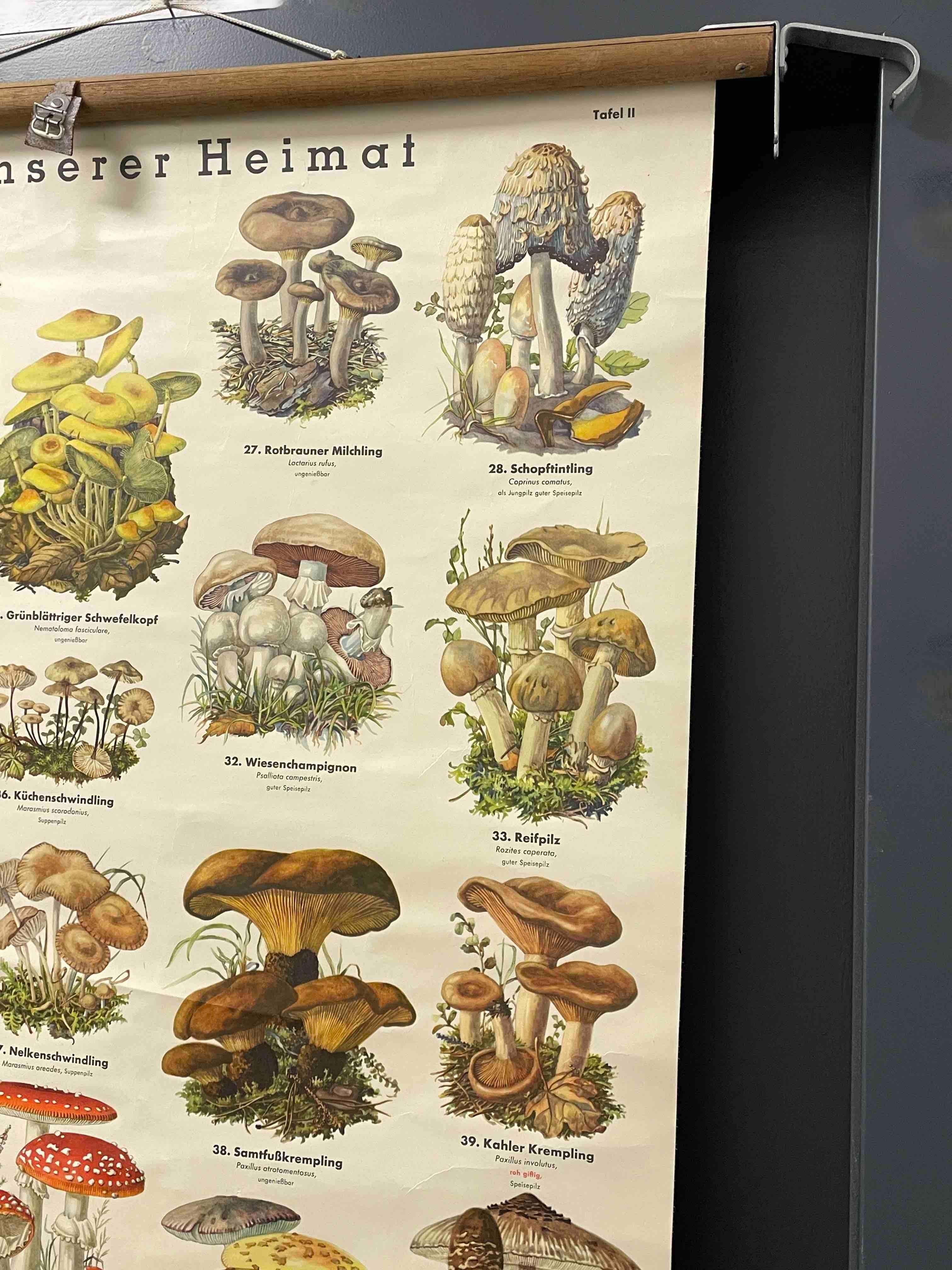 Mushrooms, Vintage Wall Chart, Austria, 1950s 2