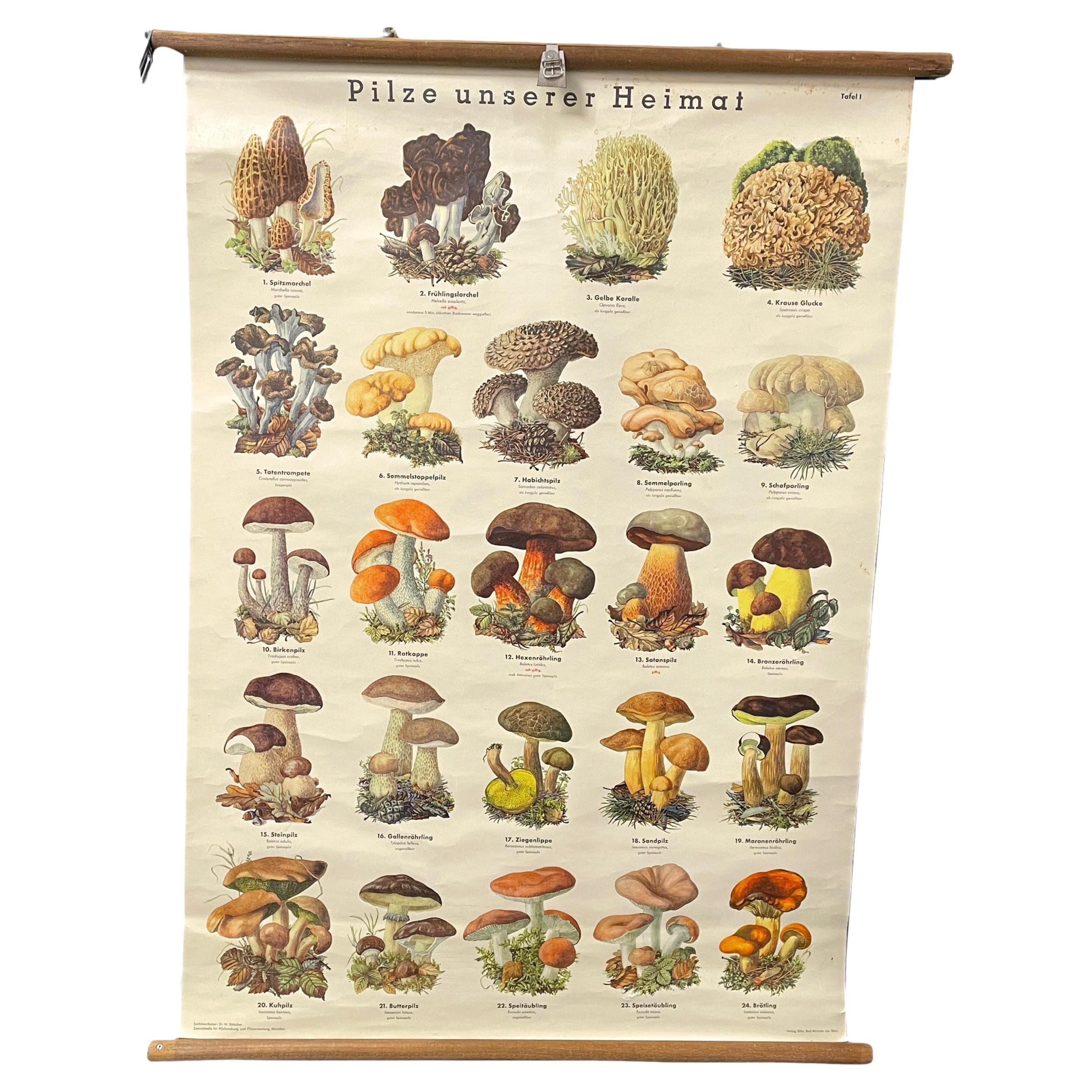Mushrooms of Europe Rollable Poster Print Wall Chart, Austria 1950s