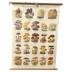 Vintage Mushrooms of Europe Rollable Poster Print Wall Chart, Austria 1950s