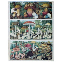 Mushrooms, Vintage Wall Chart