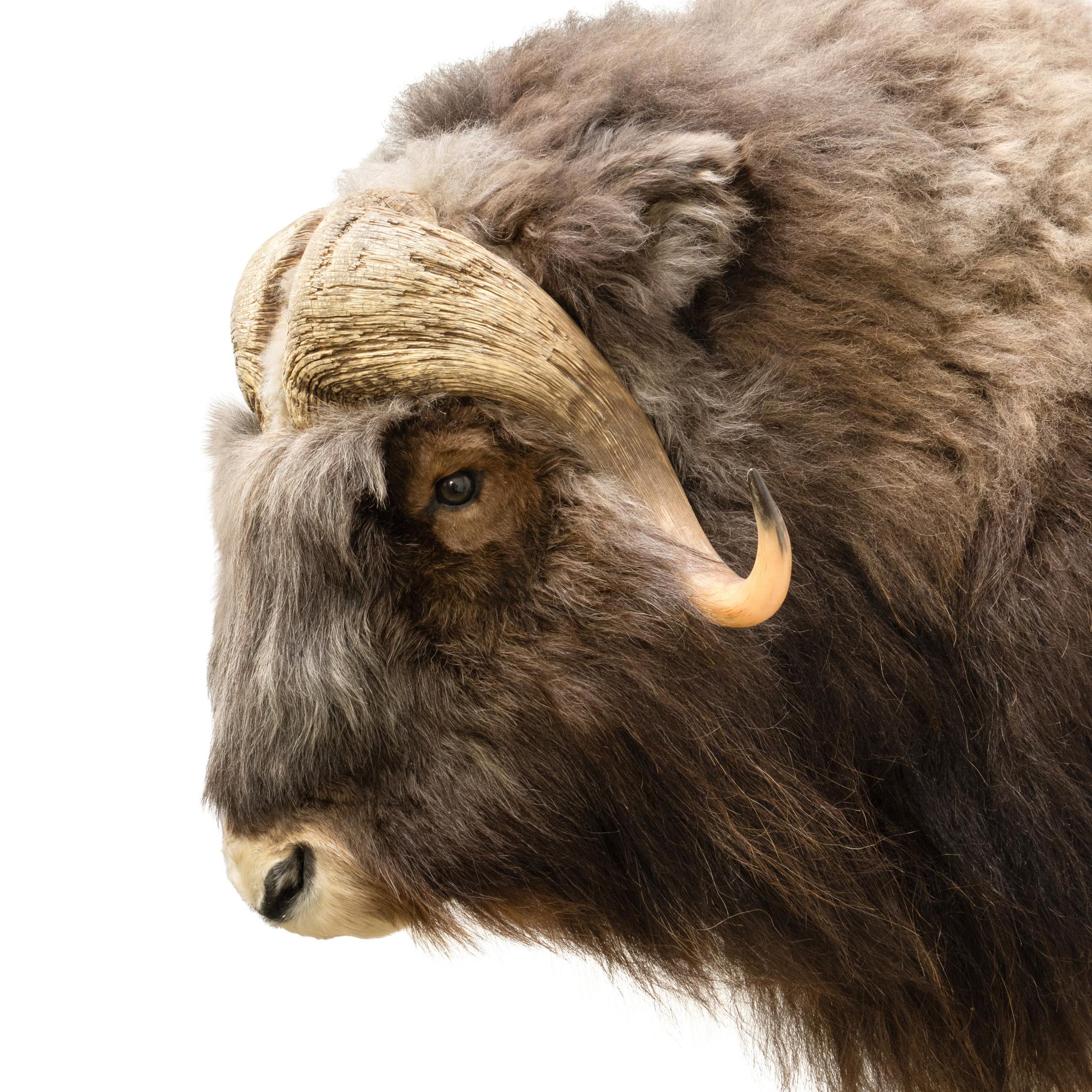 Muskox shoulder taxidermy mount 30”W x 39”H protrudes 33”. Harvested in Alaska. Great vintage piece with long hair and large horns. Well made. Would make a great statement in a rustic cabin or lodge. 

Family Owned & Operated
Cisco’s Gallery deals