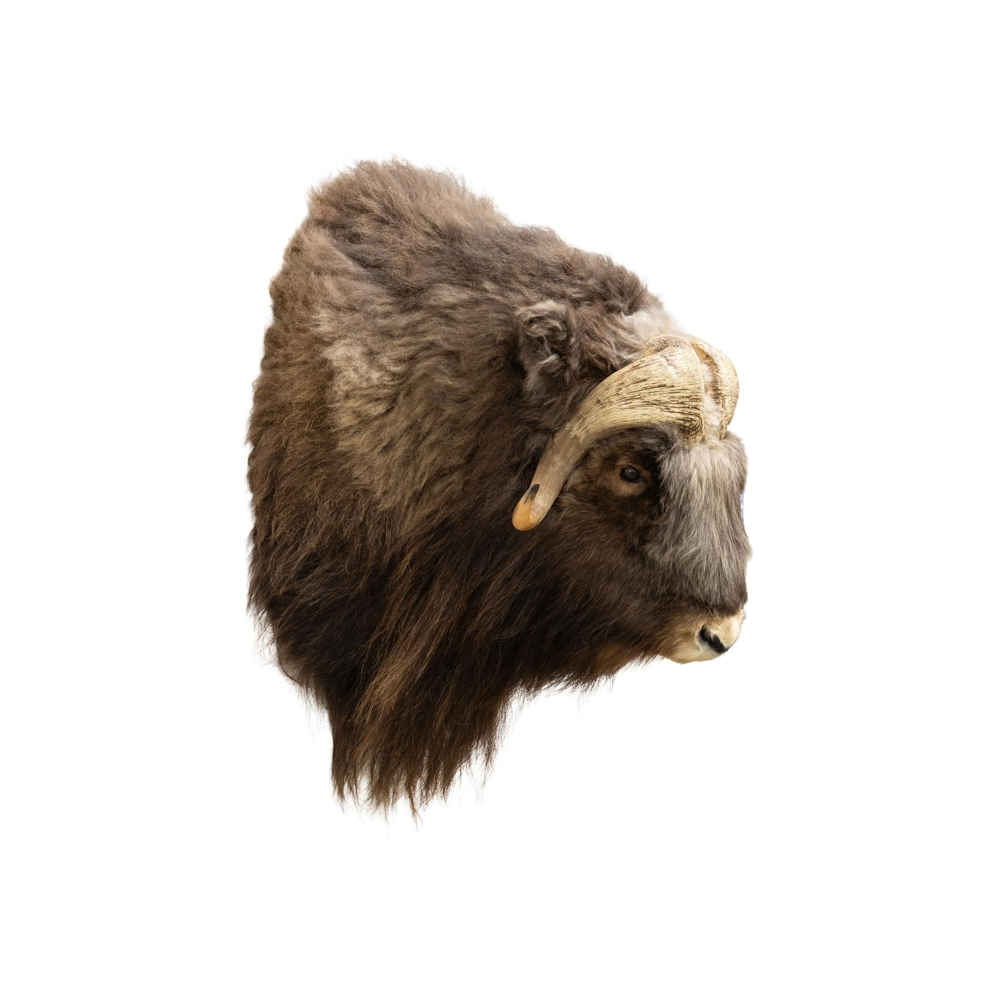 American Muskox Shoulder Taxidermy Mount For Sale