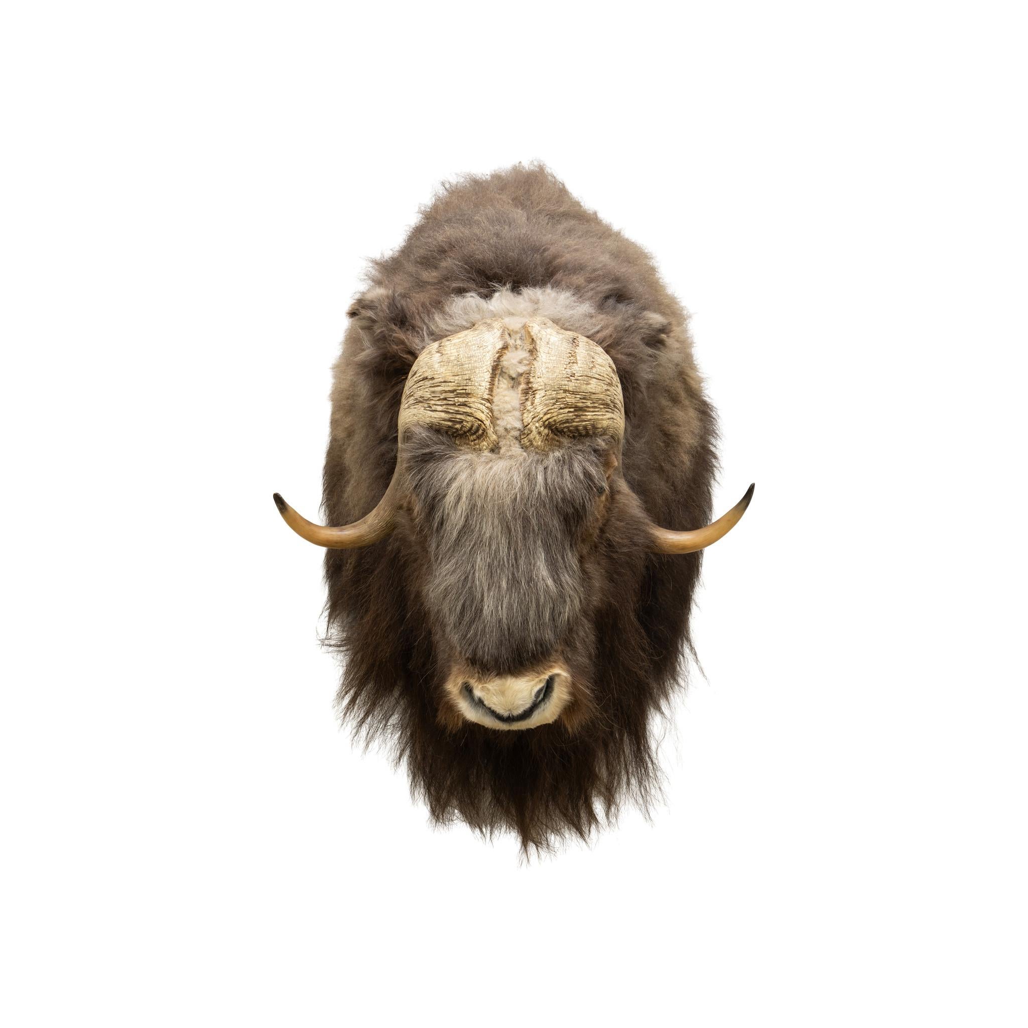 Muskox Shoulder Taxidermy Mount In Good Condition For Sale In Coeur d'Alene, ID