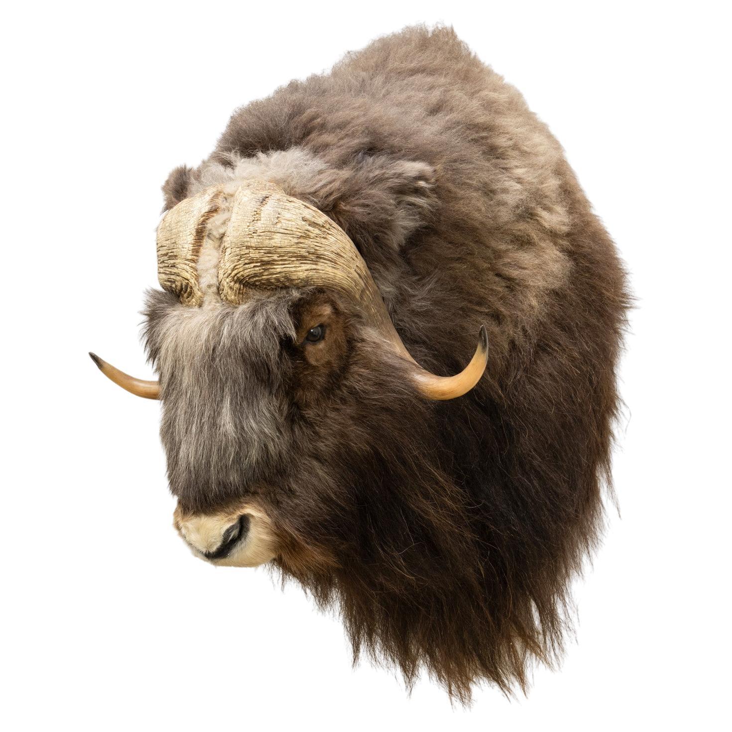 Muskox Shoulder Taxidermy Mount For Sale