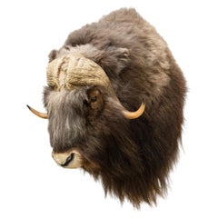 Used Muskox Shoulder Taxidermy Mount