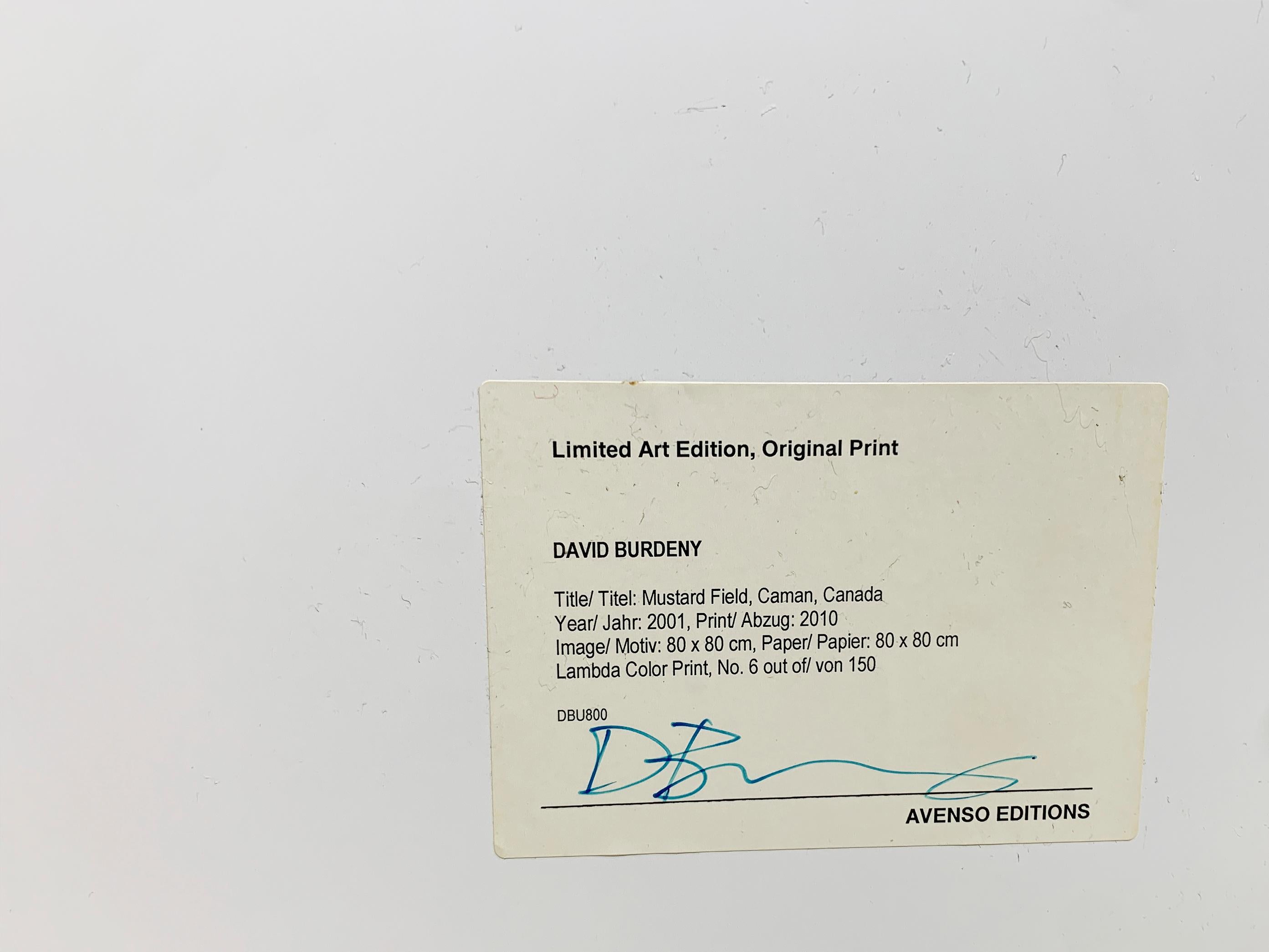 Acrylic Mustard Field Limited Edition Original Print, signed by David Burdeny for Lumas For Sale
