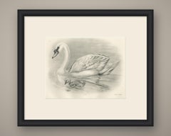 Mute Swan and Cygnet, Antique Bird Print after Lilian Medland, circa 1909