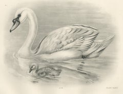 Mute Swan and Cygnet, Antique Bird Print after Lilian Medland, circa 1909