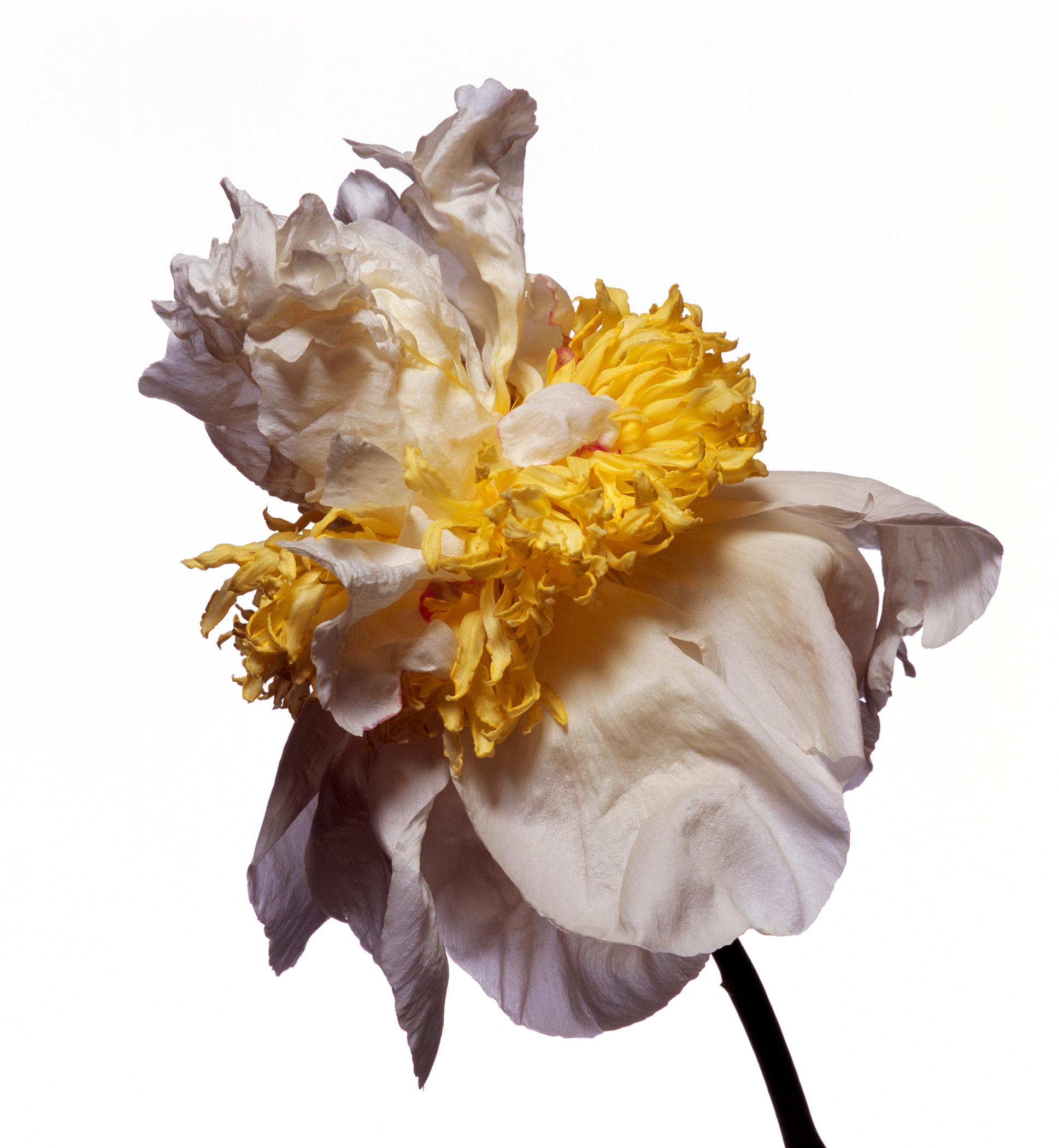 American My Love Peony by Michael Zeppetello For Sale