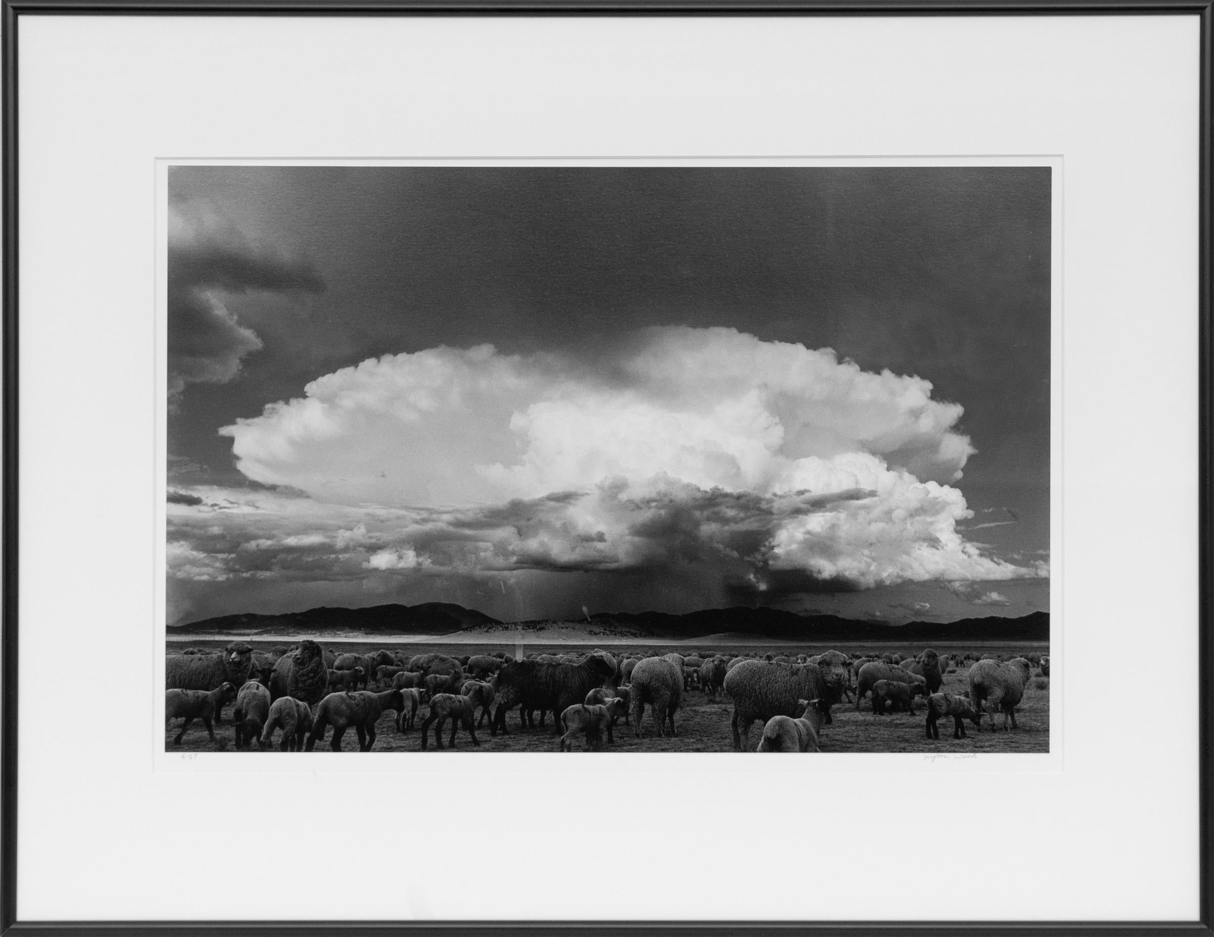 Moutons, tempête, South Park, Colorado ( moutons paissant sur un plaine du Colorado) - Photograph de Myron Wood